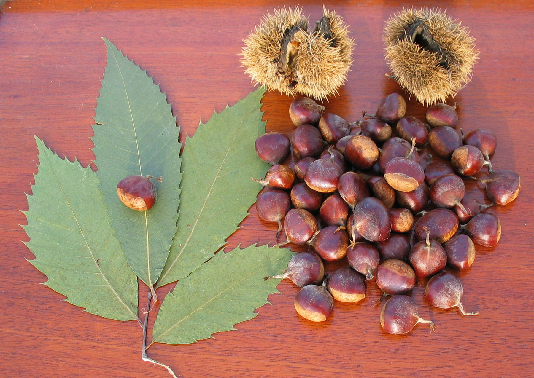 Chestnut leaves, burrs and nuts 