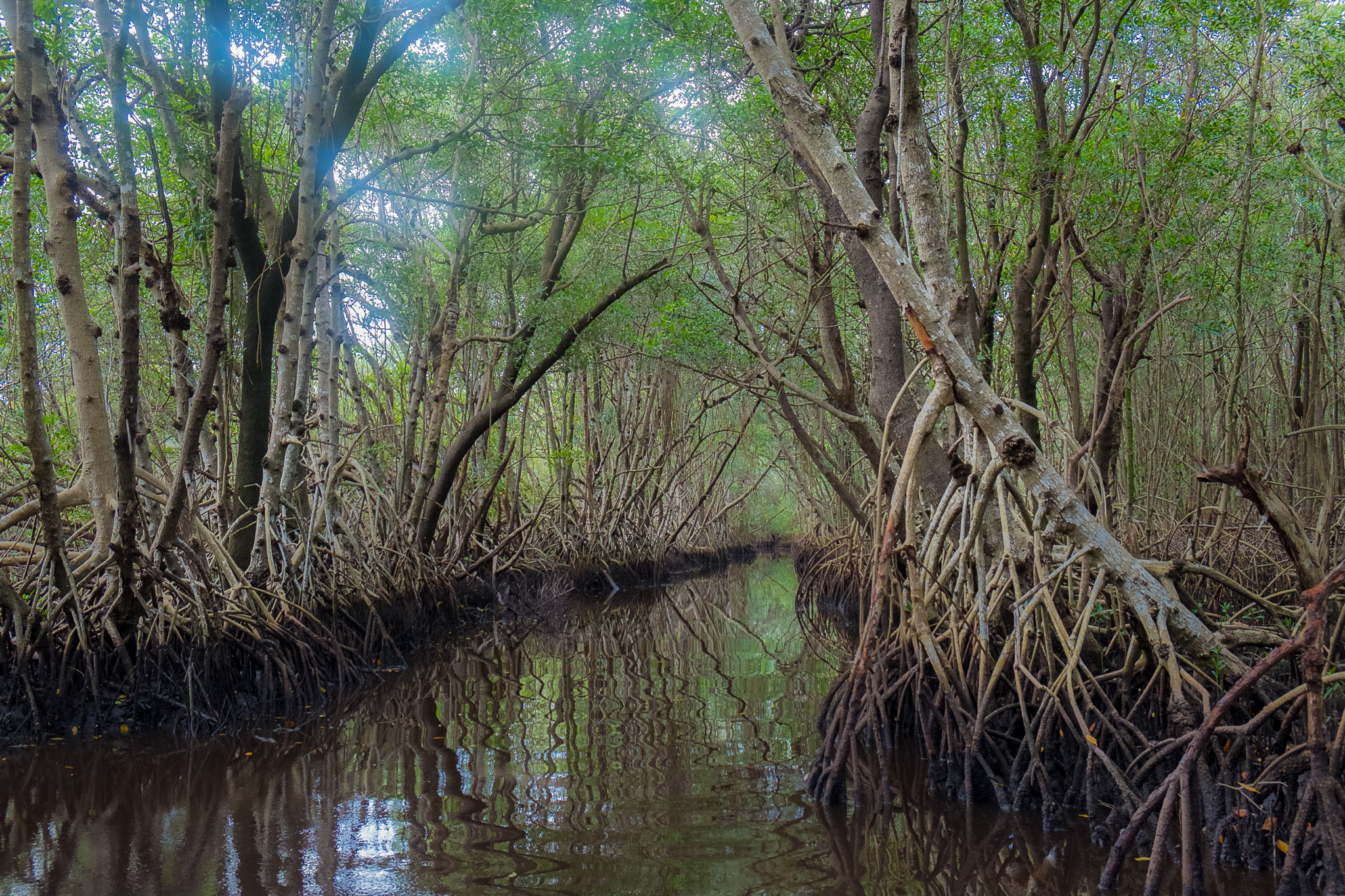 mangroves in the Everglades