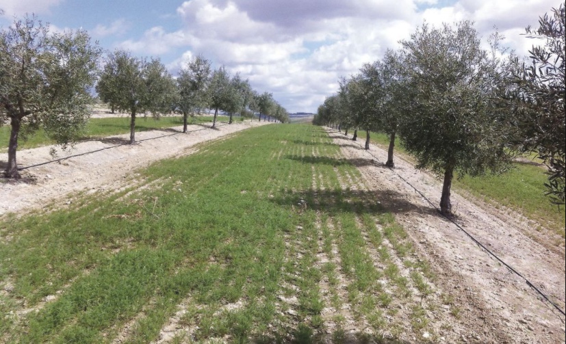 cover crops, Olive trees