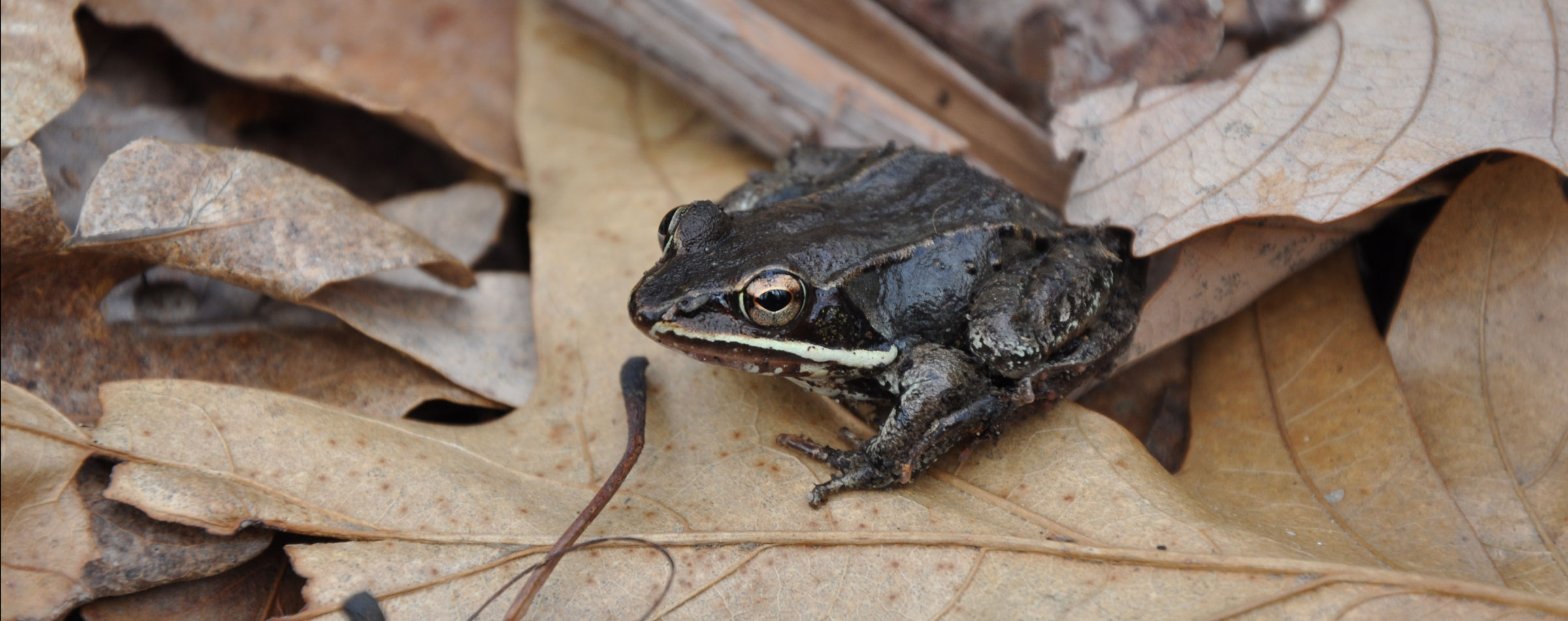 wood frog sits on oak leaves