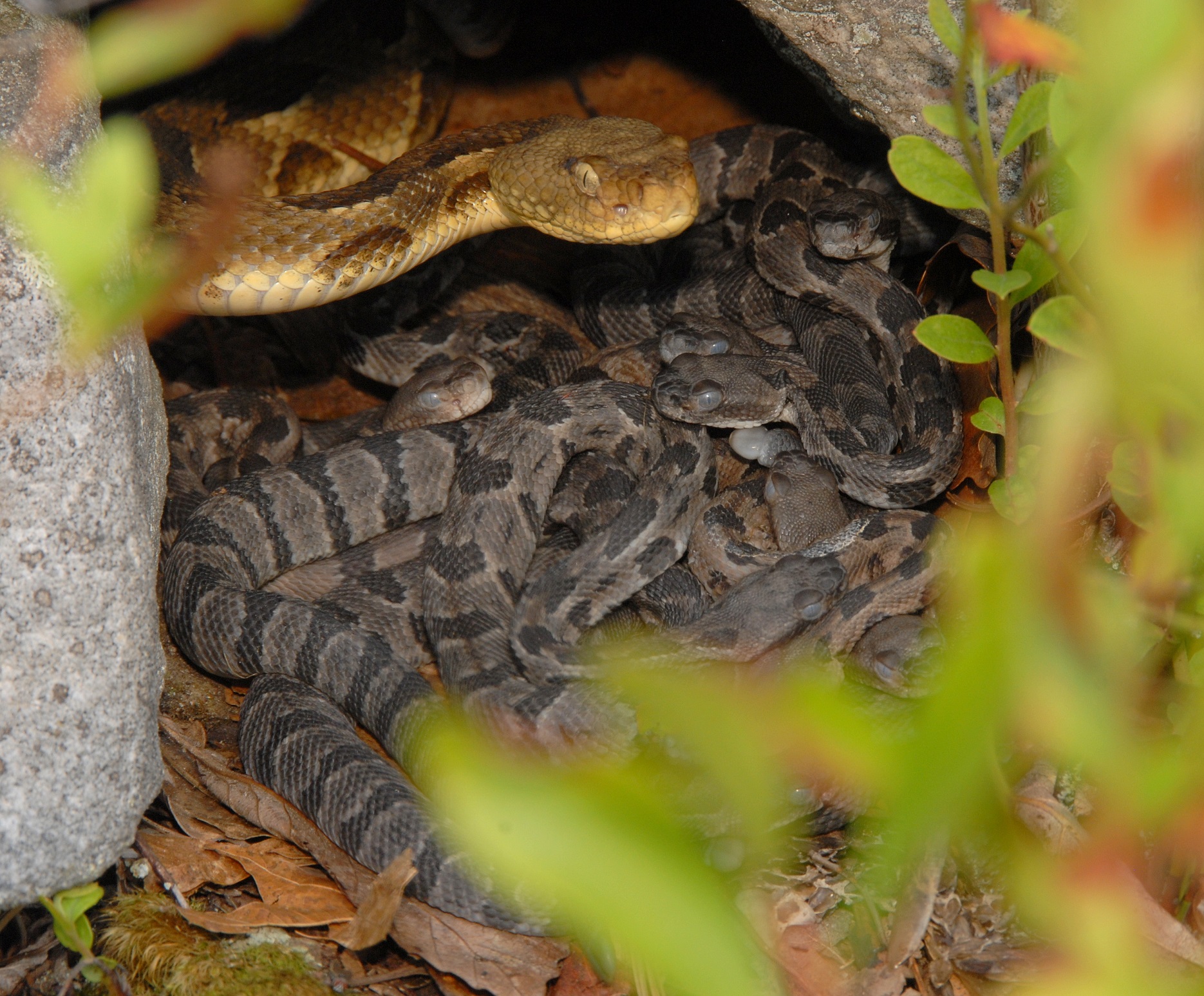 large snake hovering over her babies