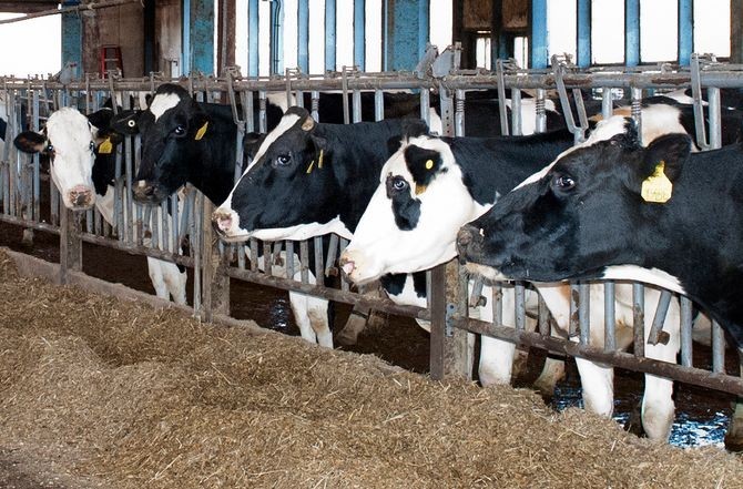 cows at Penn State barn