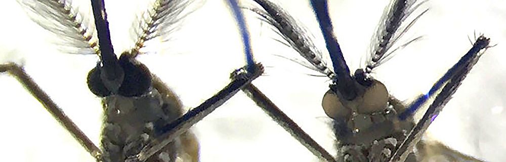 side by side mosquito heads one with black eyes on with white eyes