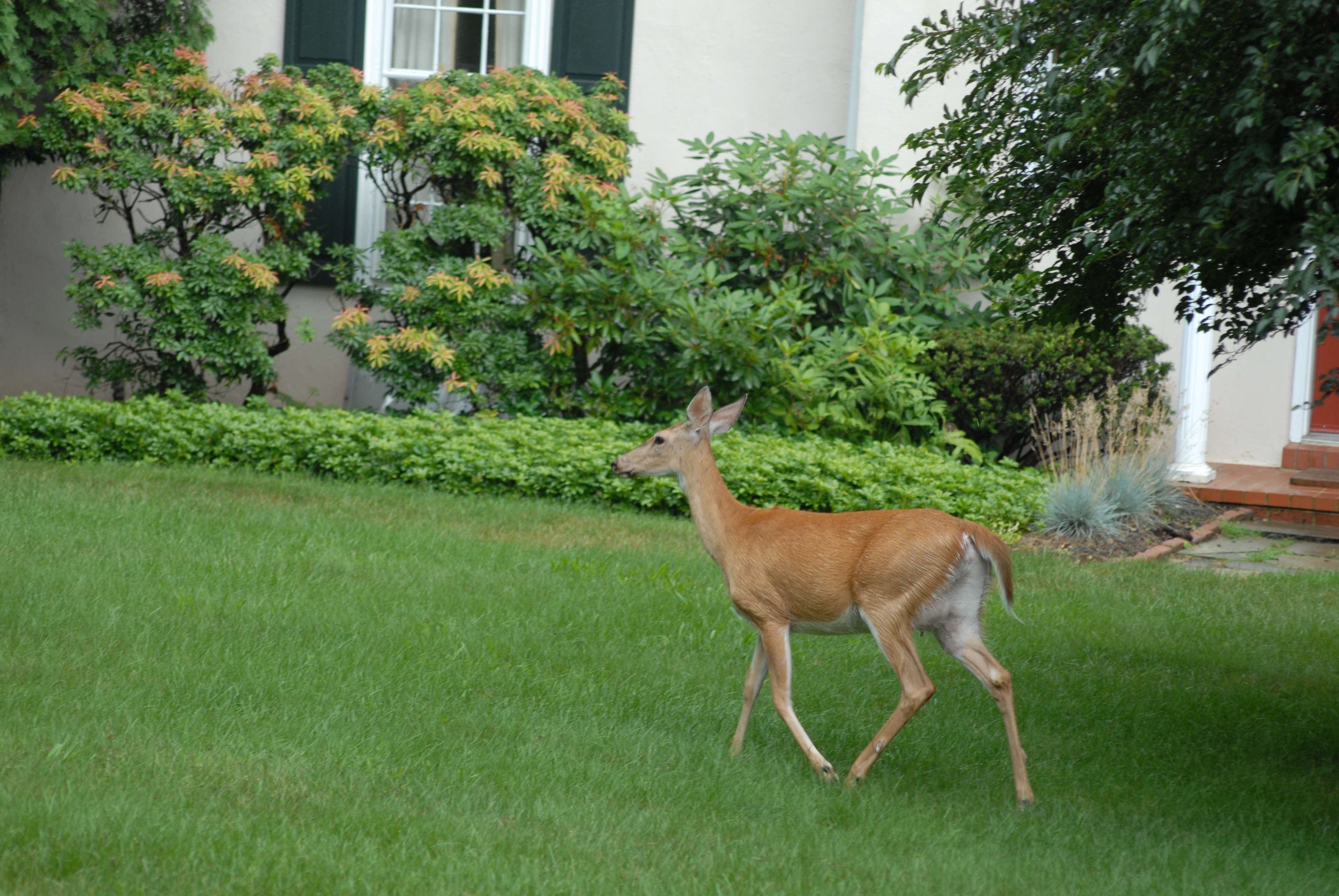 deer on lawn