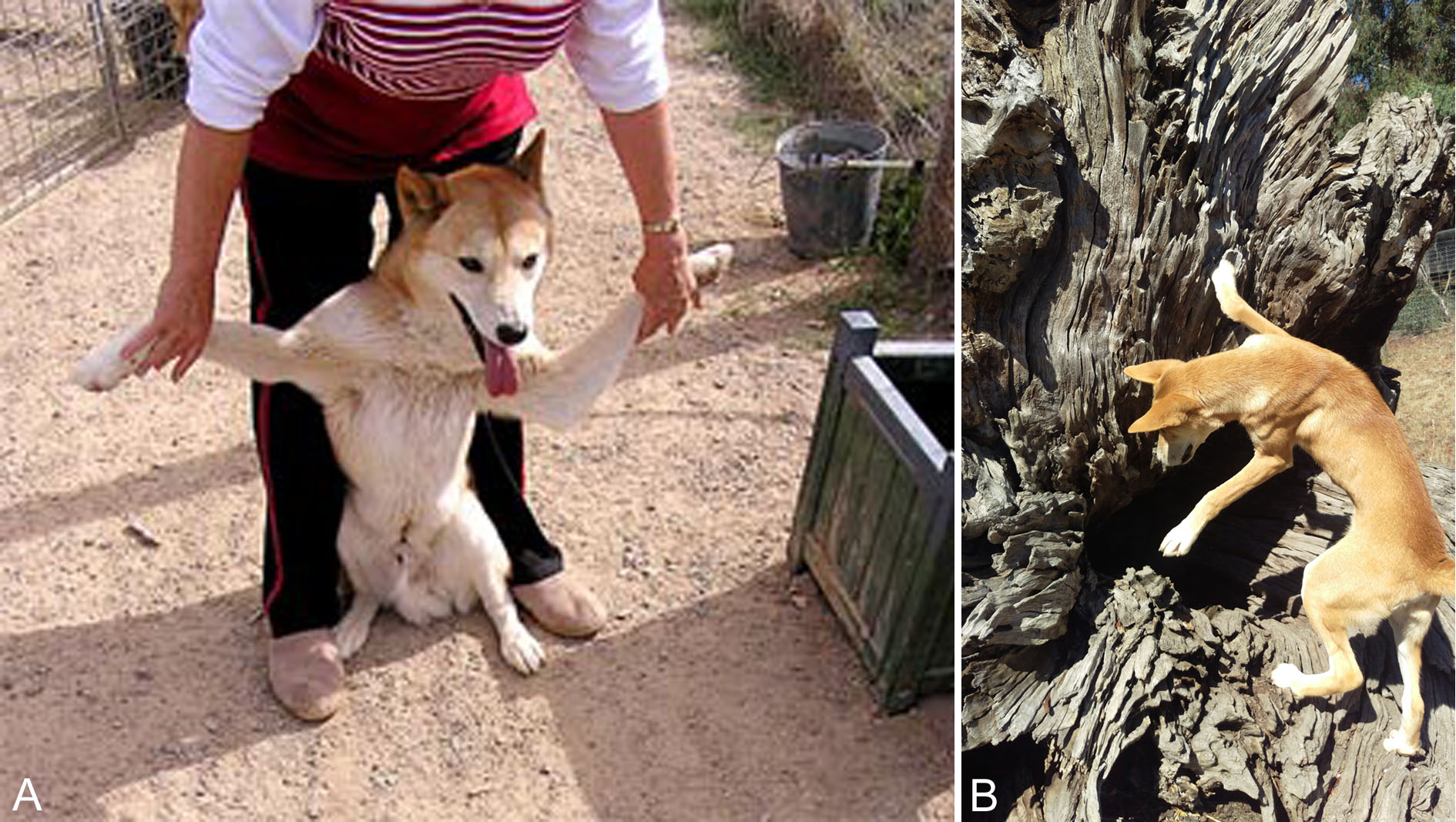 left image shows person holding the front paws of a dingo spread wide to show flexibity.  Right photo shows a dingo climbing rocks, exhibiting flexibility.