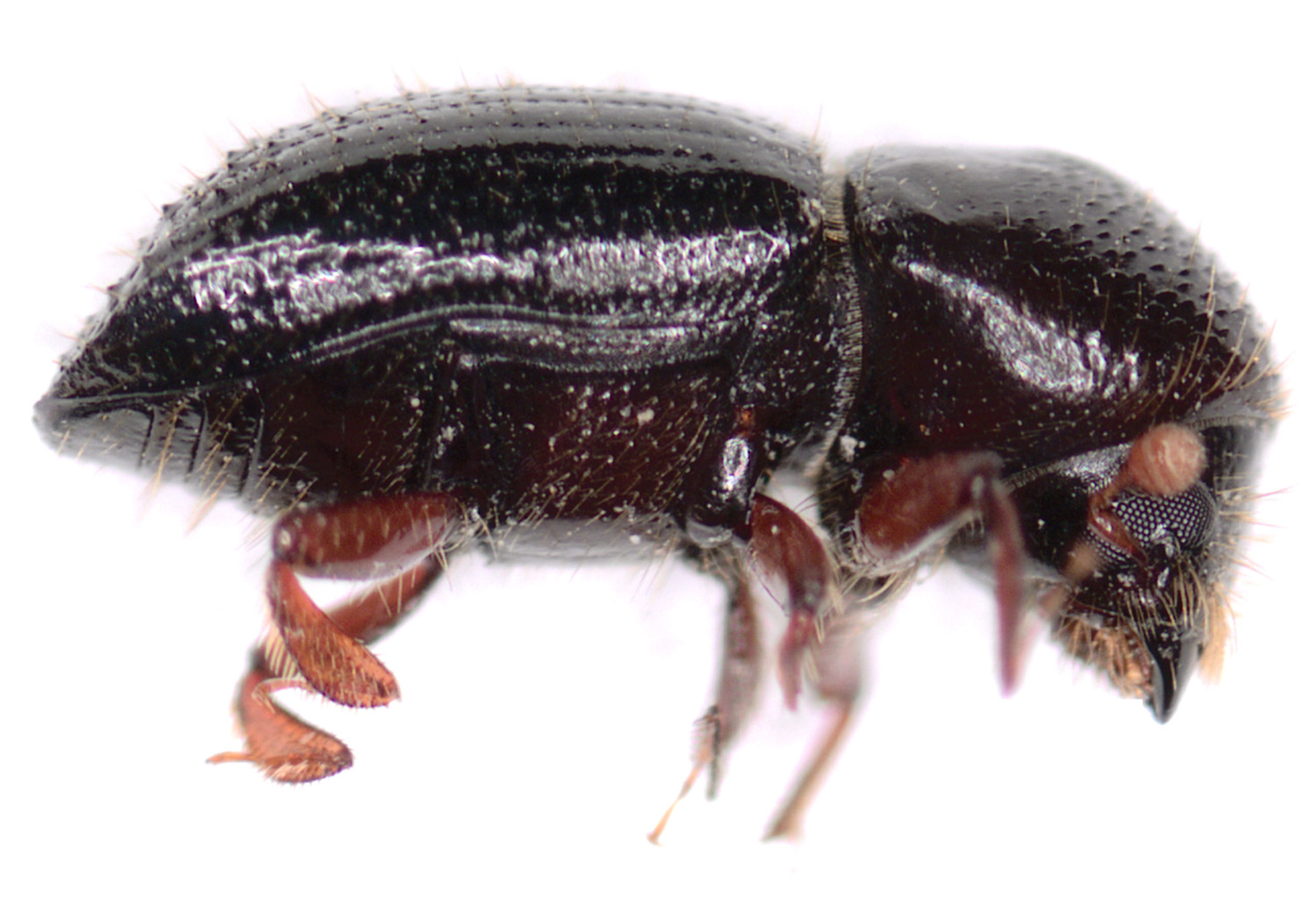 female beetle