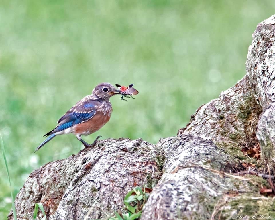 Bluebird with spotted lanternfly