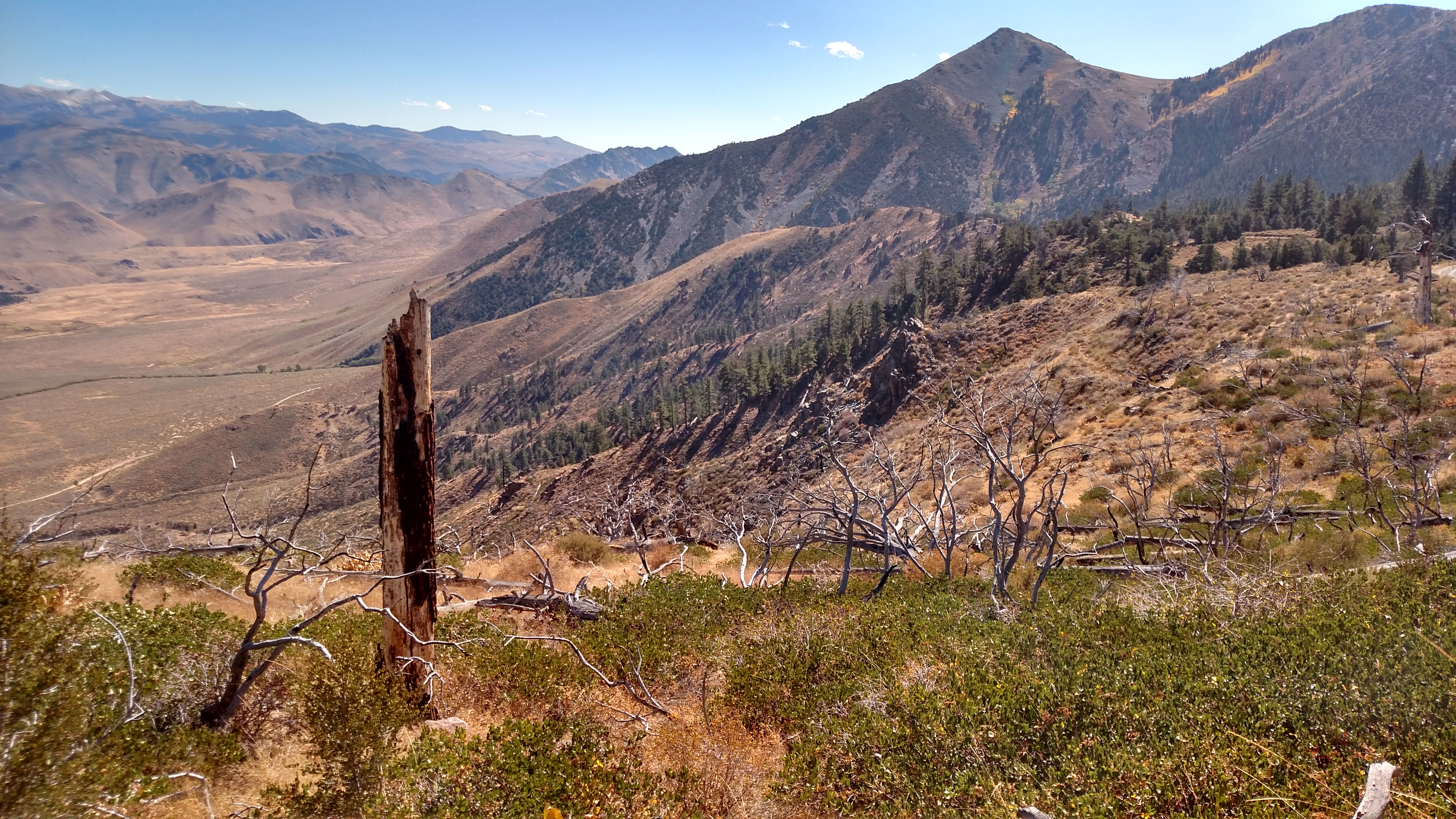 A forest margin of the eastern Sierra Nevada Mountains, California.