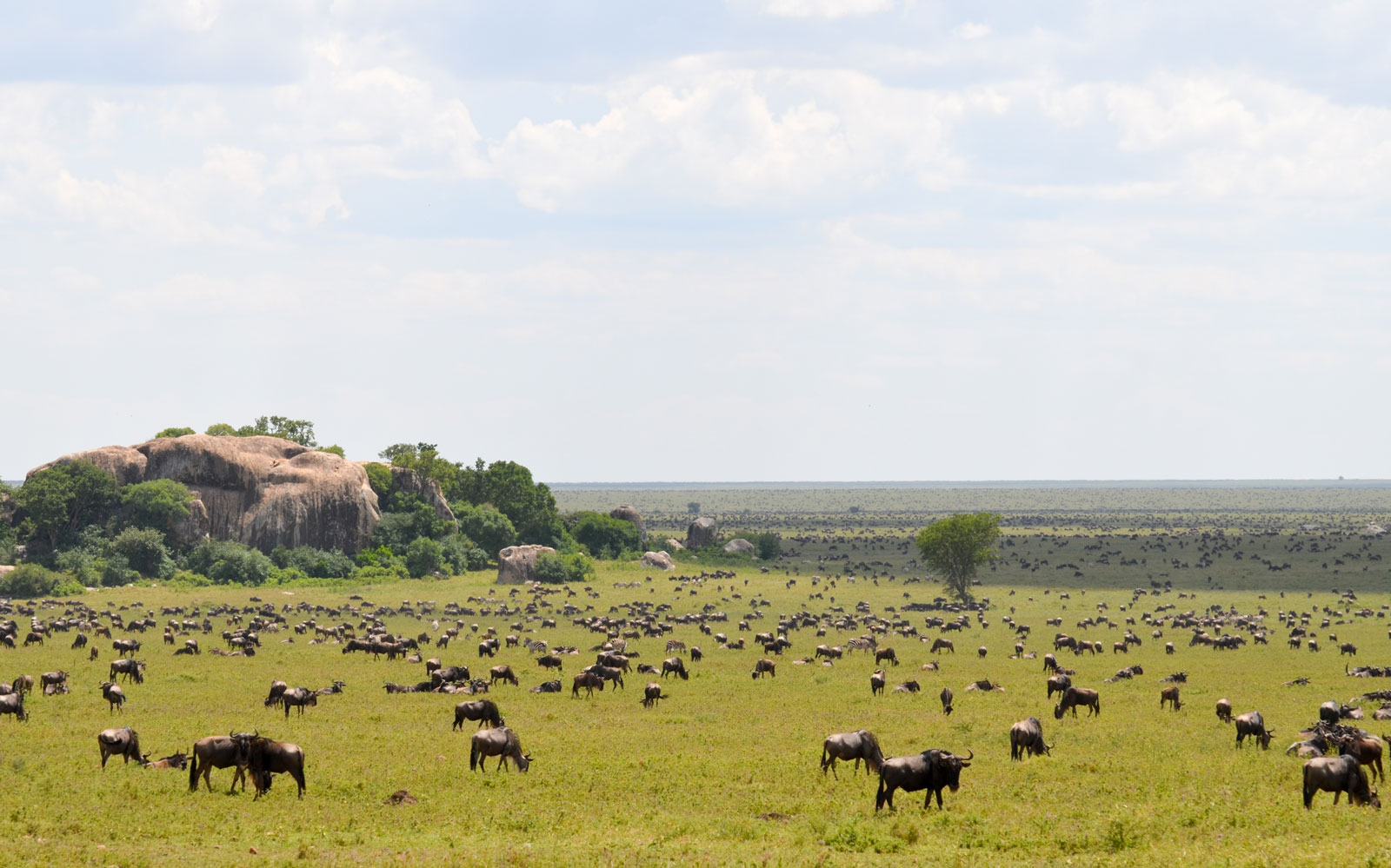 Wildebeest in Serengeti