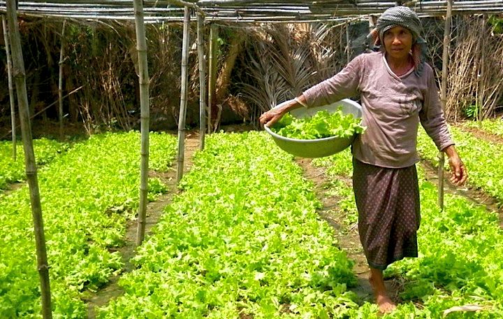 Cambodian Farmer harvests