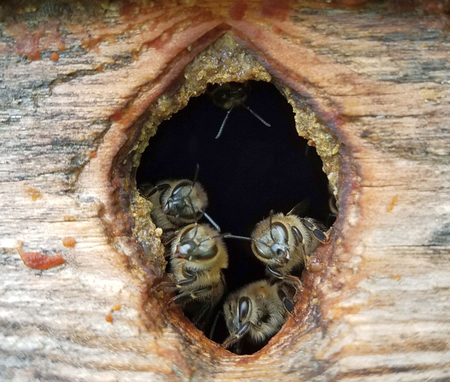 Feral honey bees looking out of hole in shed