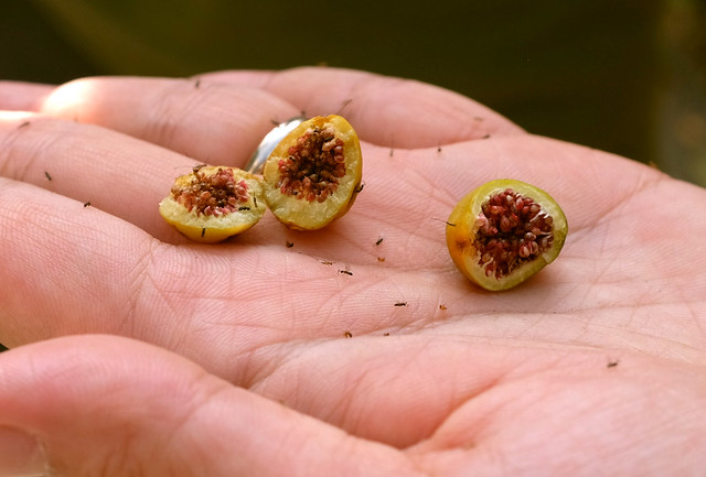 Fig wasps