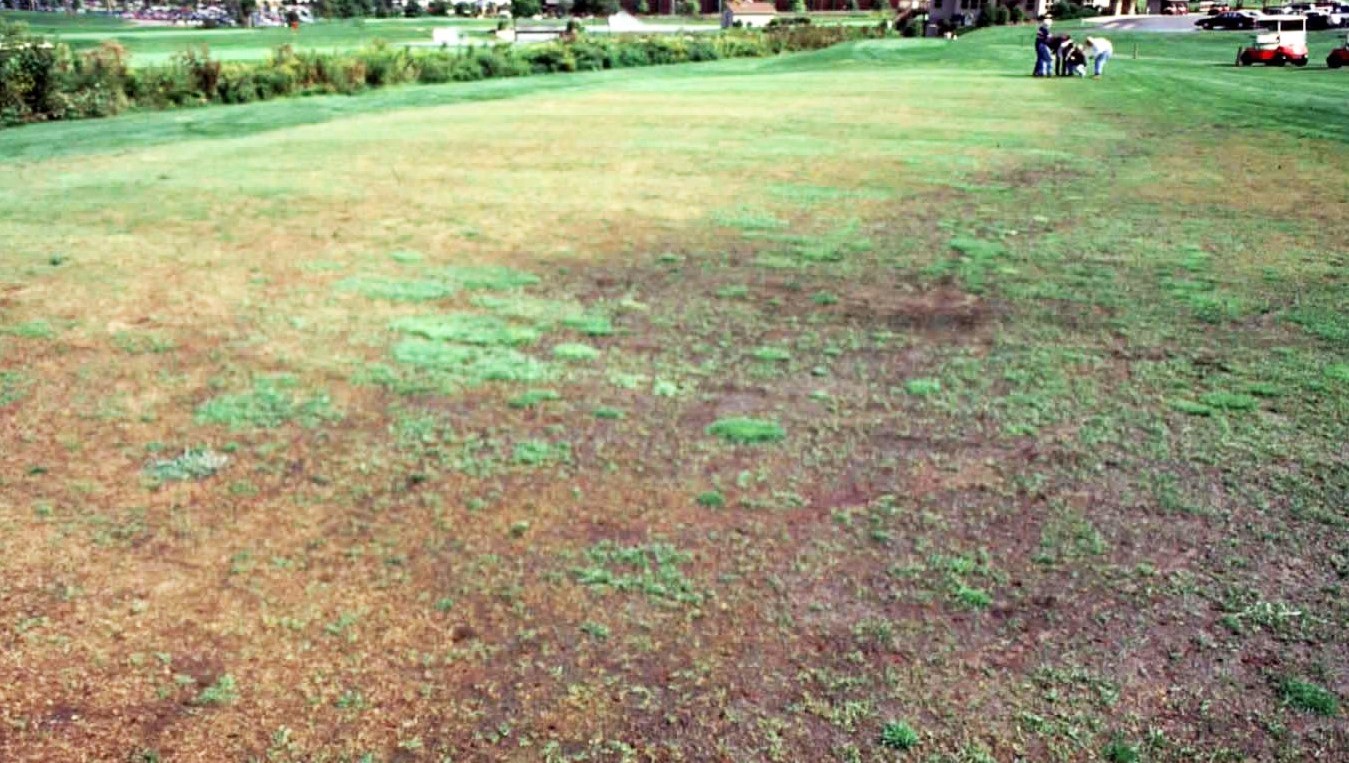 Fairway grass disease