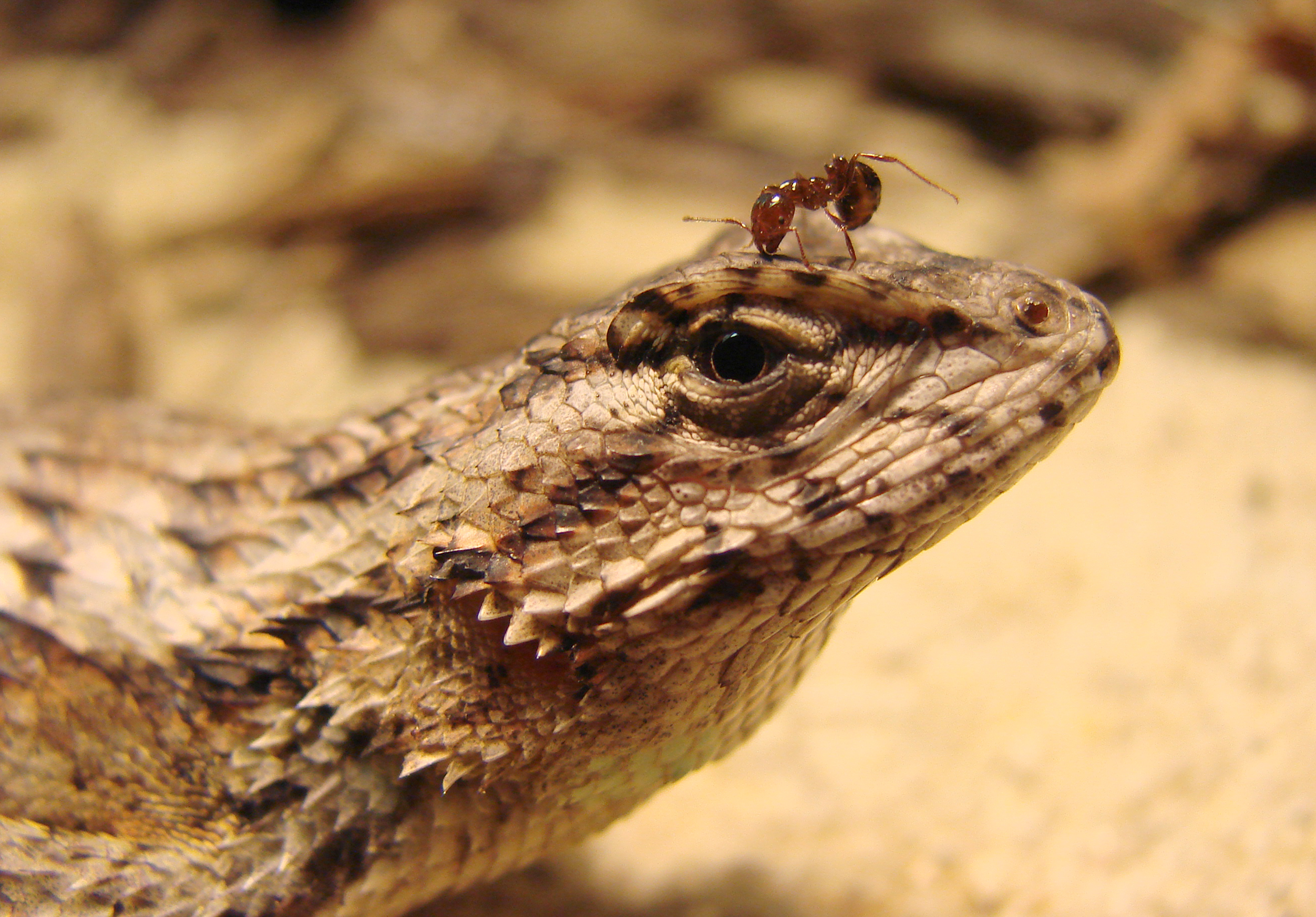 fire ant on lizard