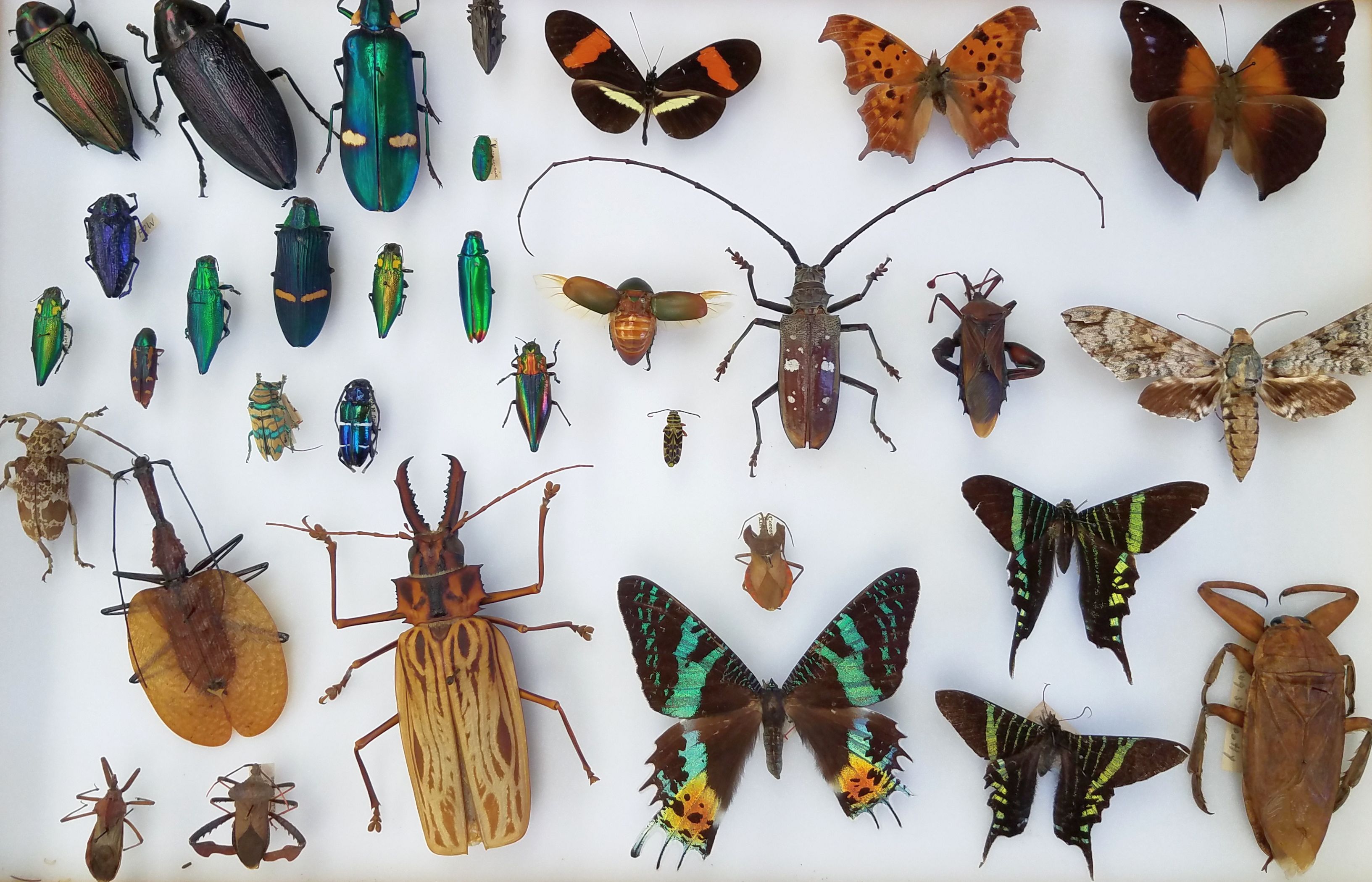 Frost Entomological Museum insect display