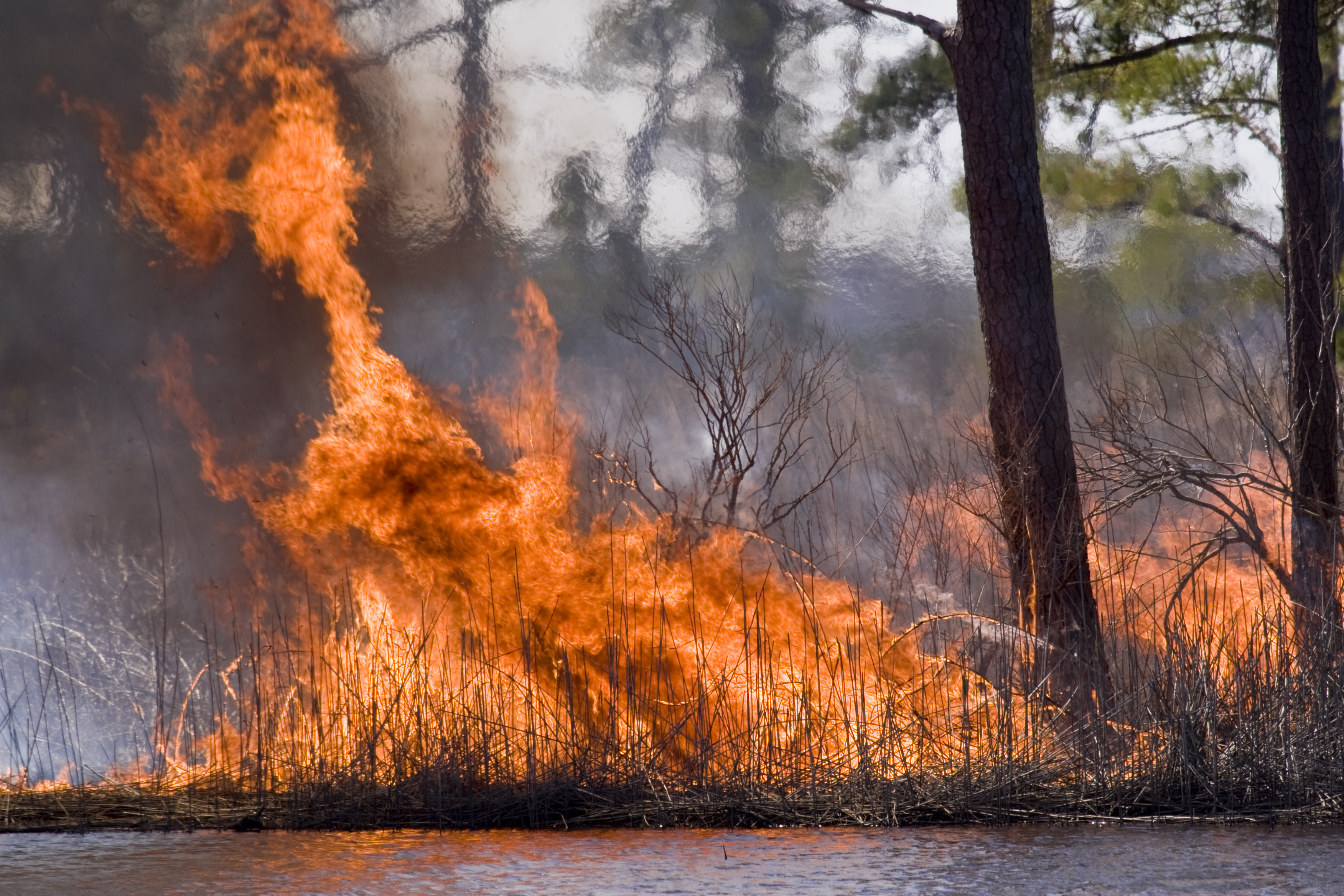 low-burning fire along marsh