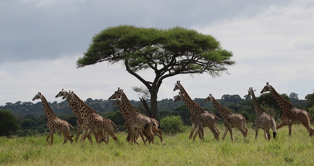 group of giraffes in front of a tree