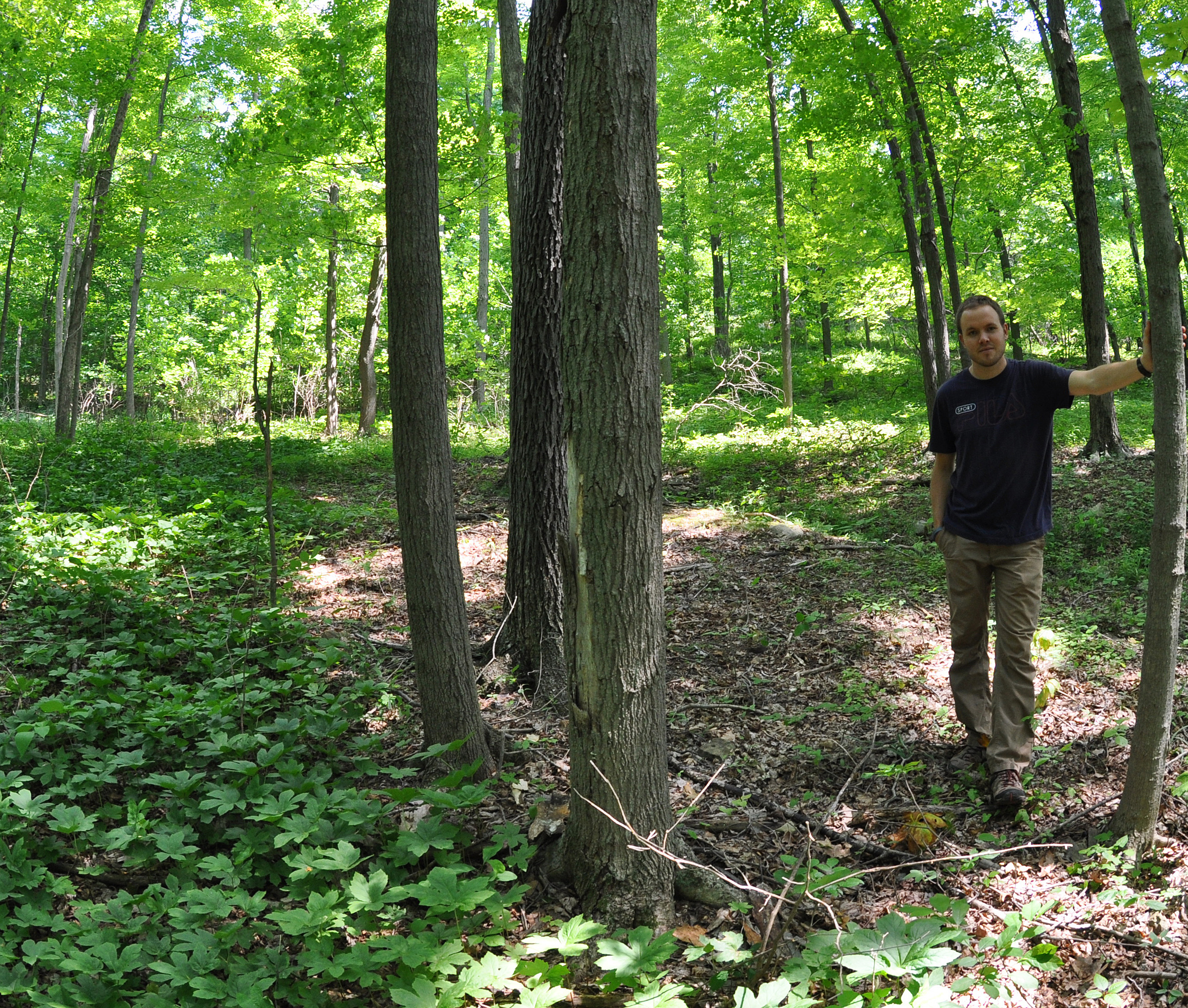 researcher with goldenseal