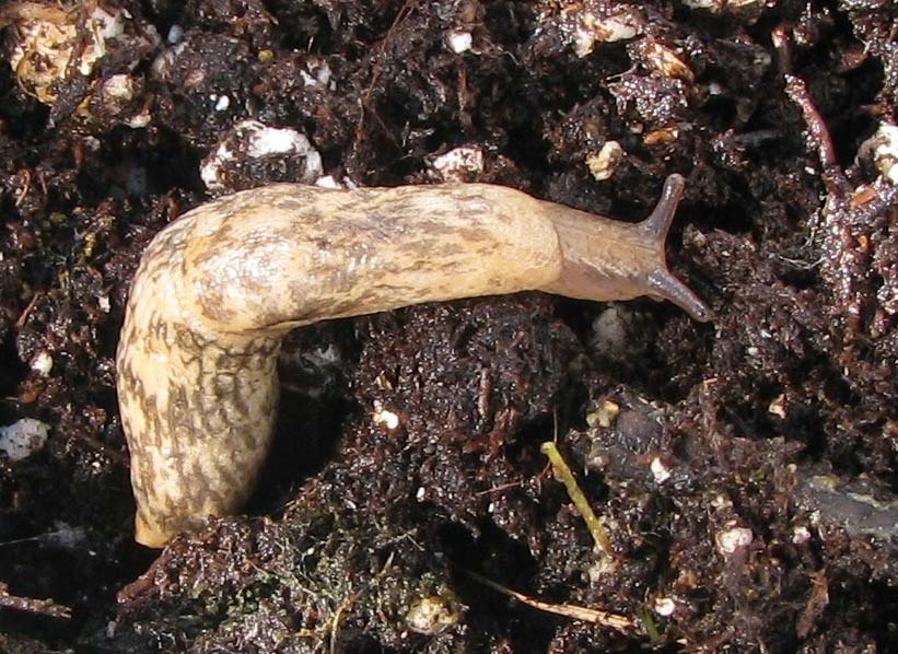 gray garden slug