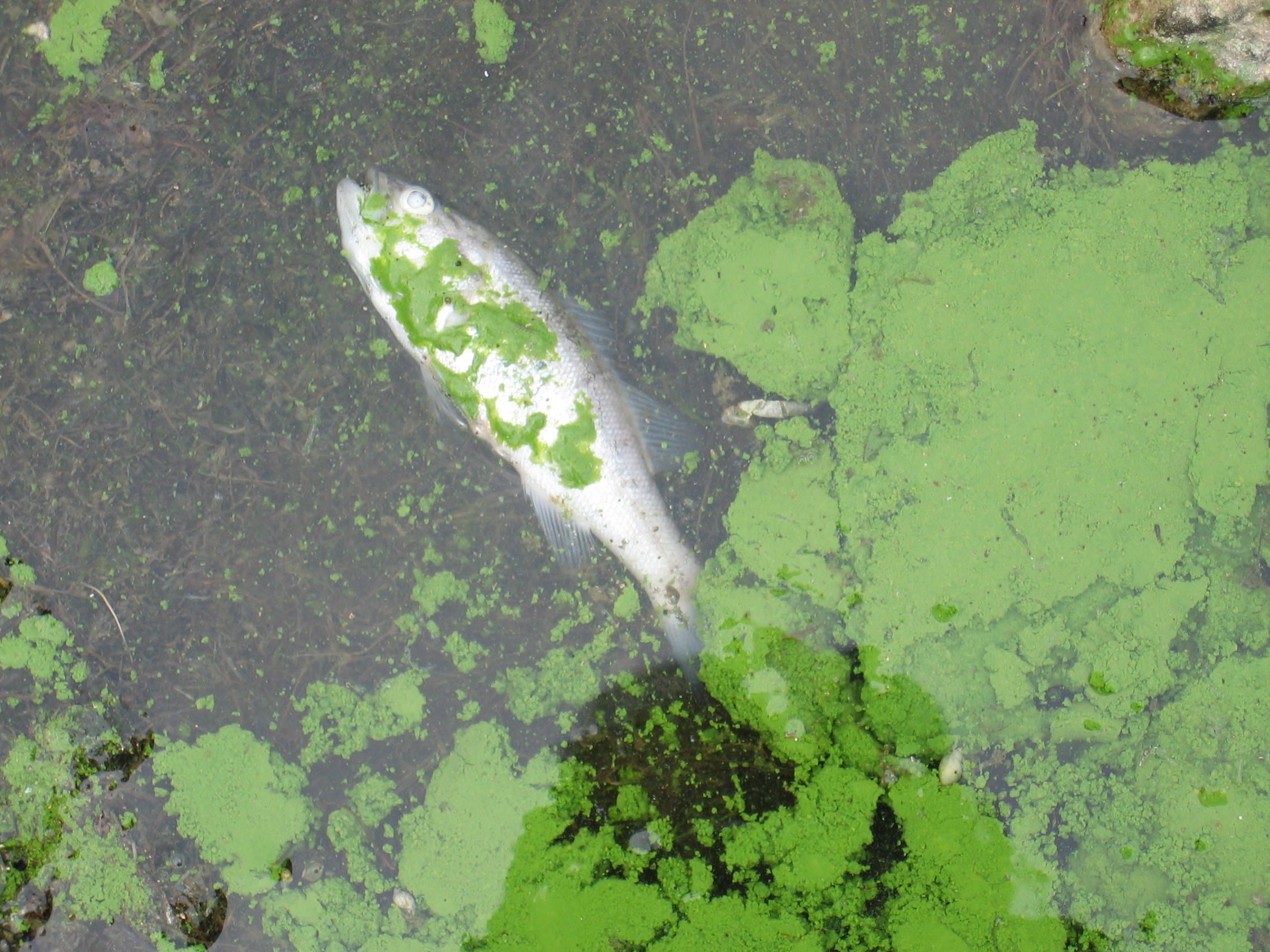 Harmful algae bloom - dead fish