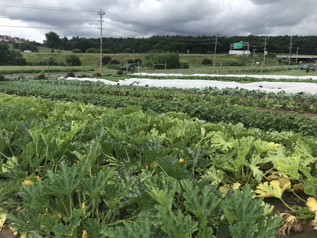 Dr. Keiko Miwa Ross Student Farm at Penn State