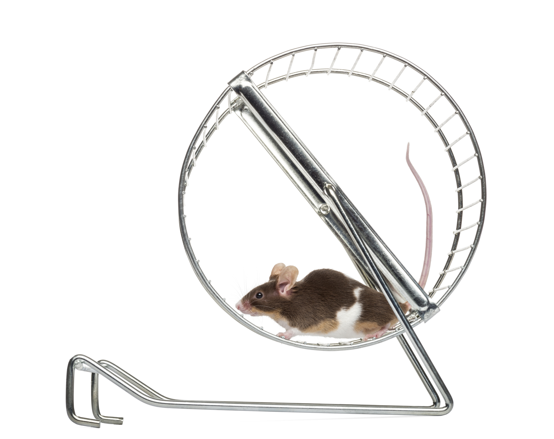 header mouse exercising