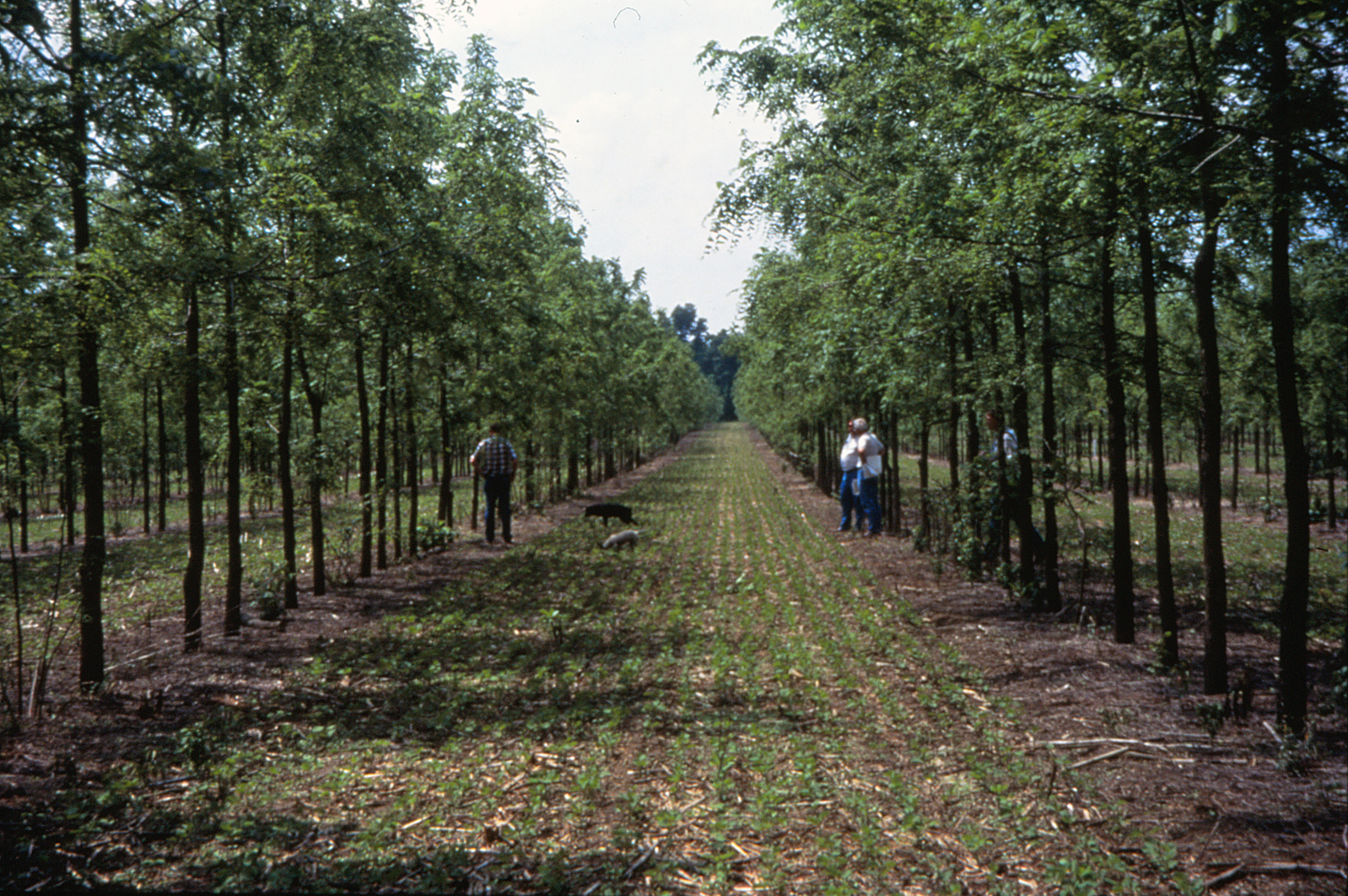 agroforestry