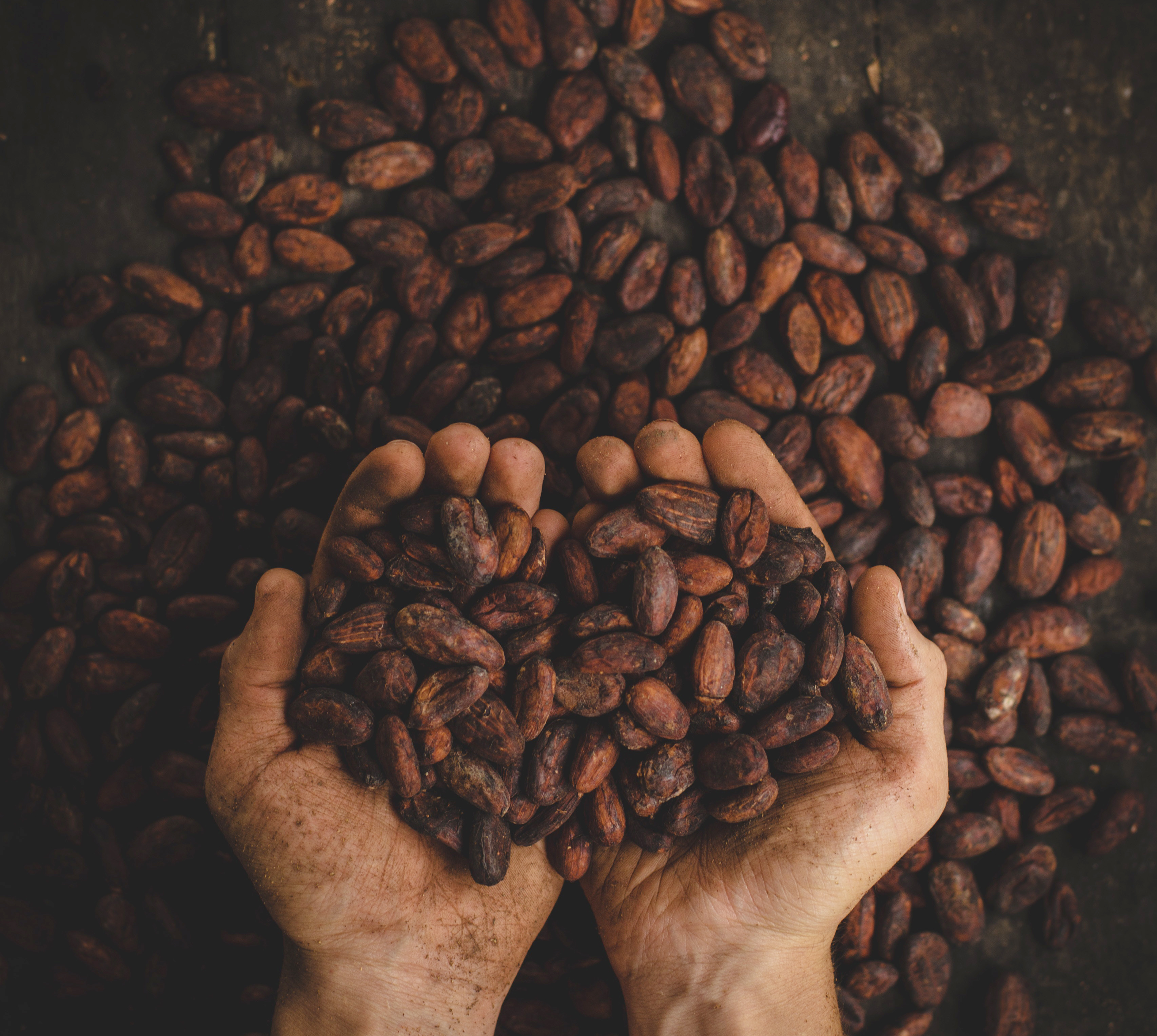 cocoa beans in hands