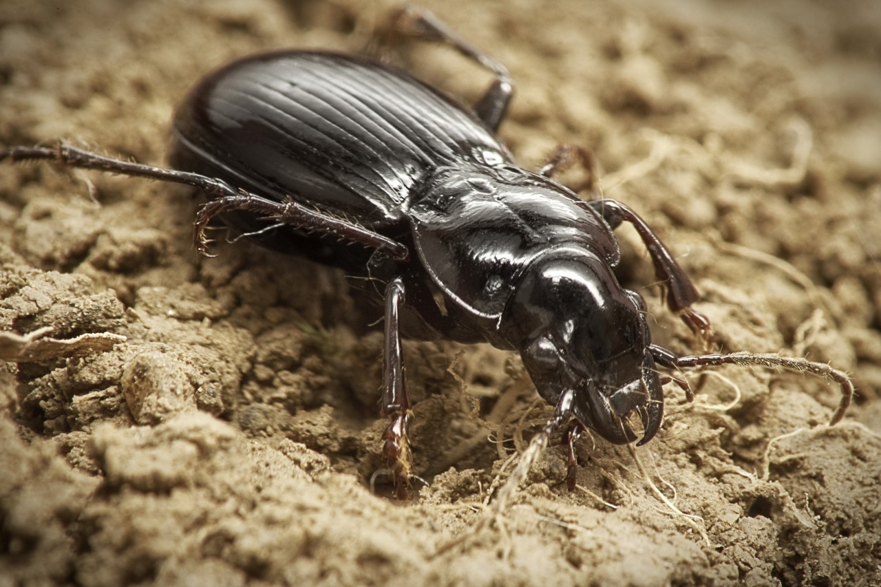 ground beetle, Nick Sloff