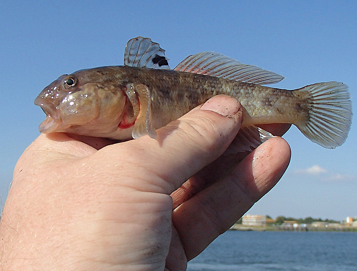 round goby