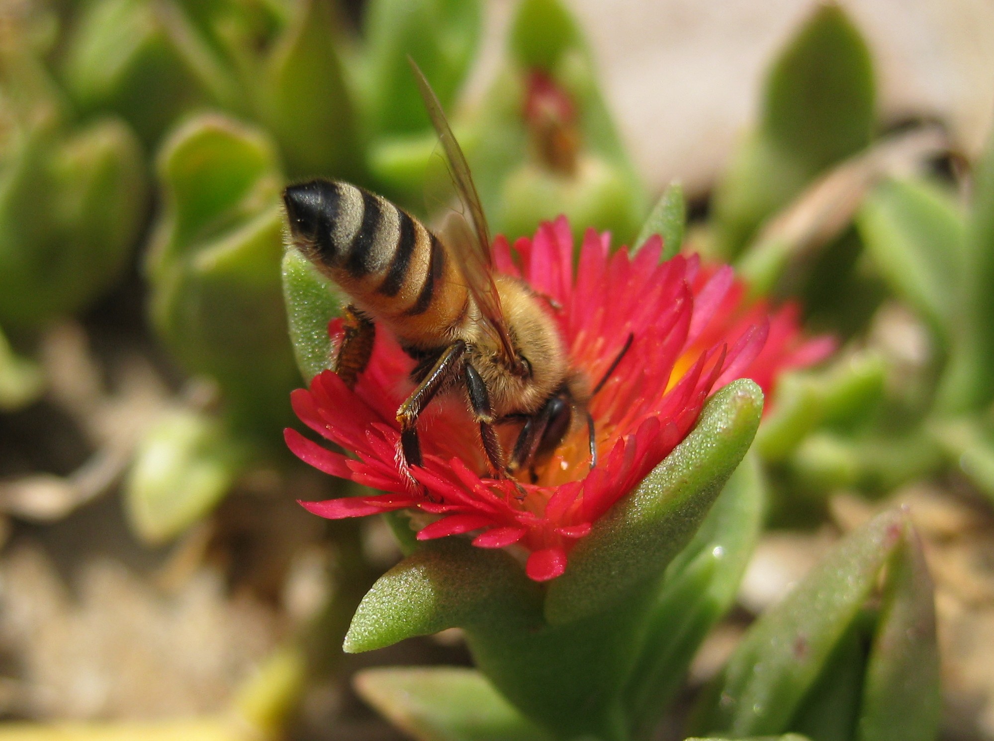 bee with face in red flower