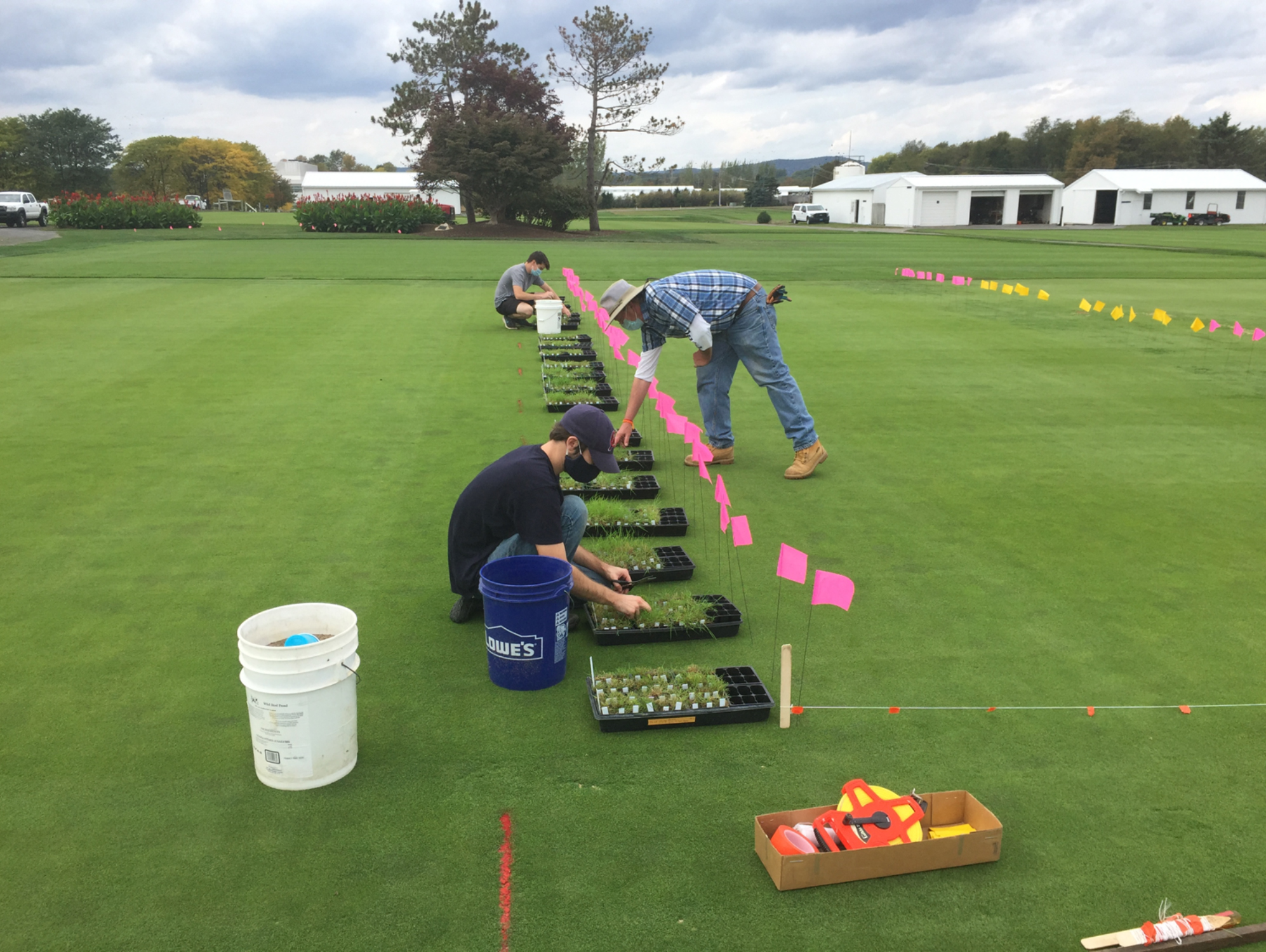 Poa annua study header