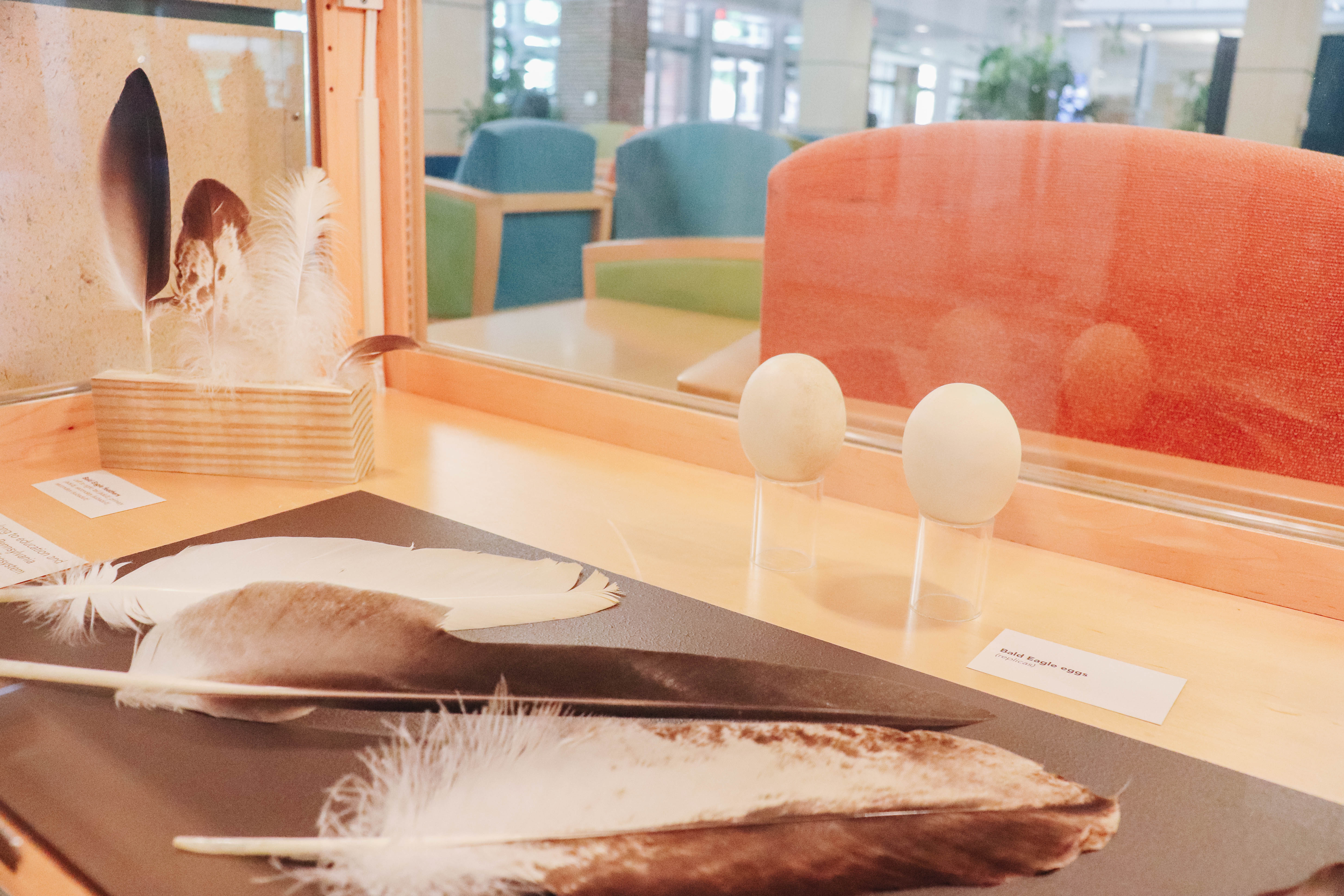 bird feathers and eggs on display