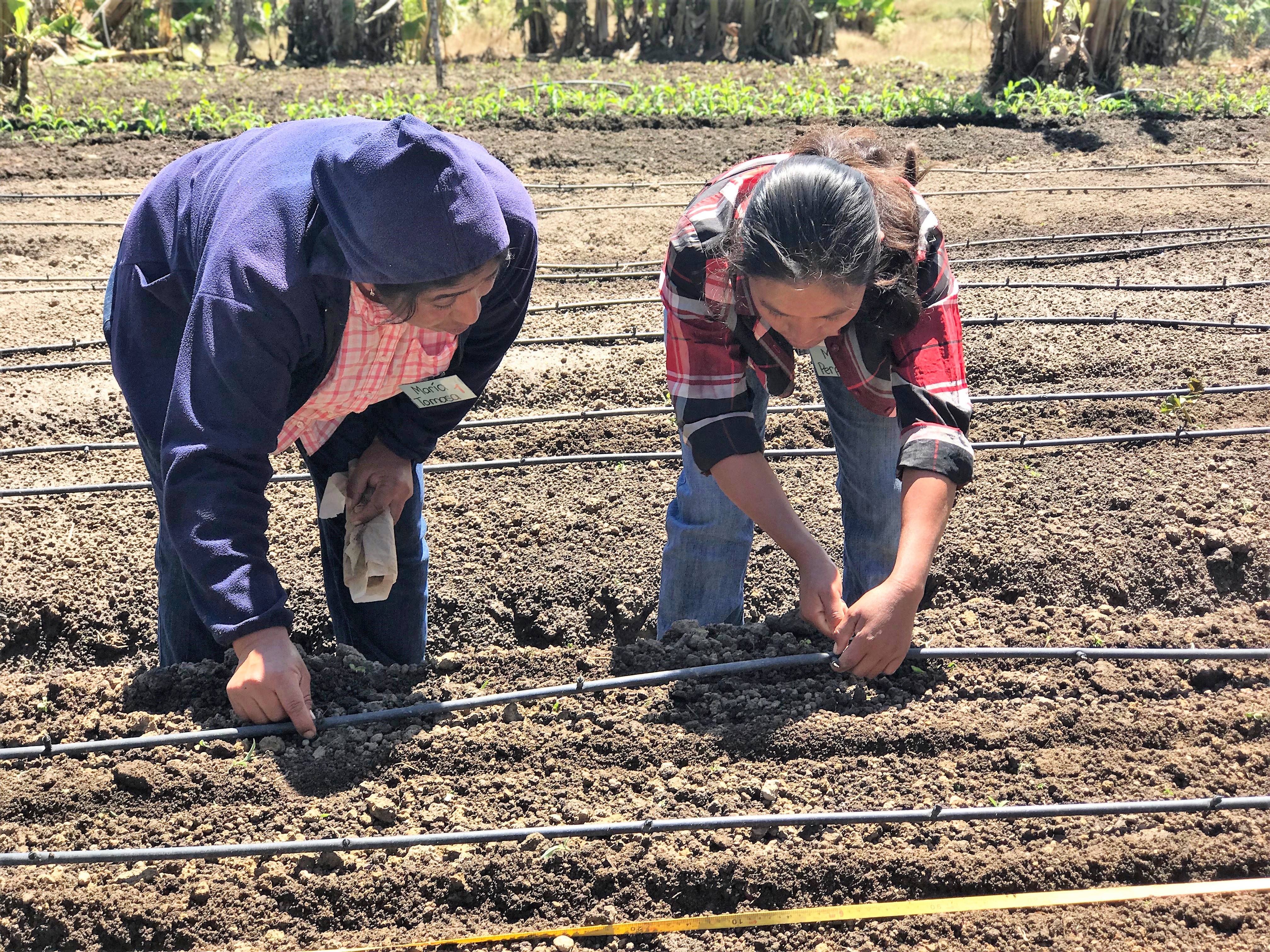 Farmer Field School women in field