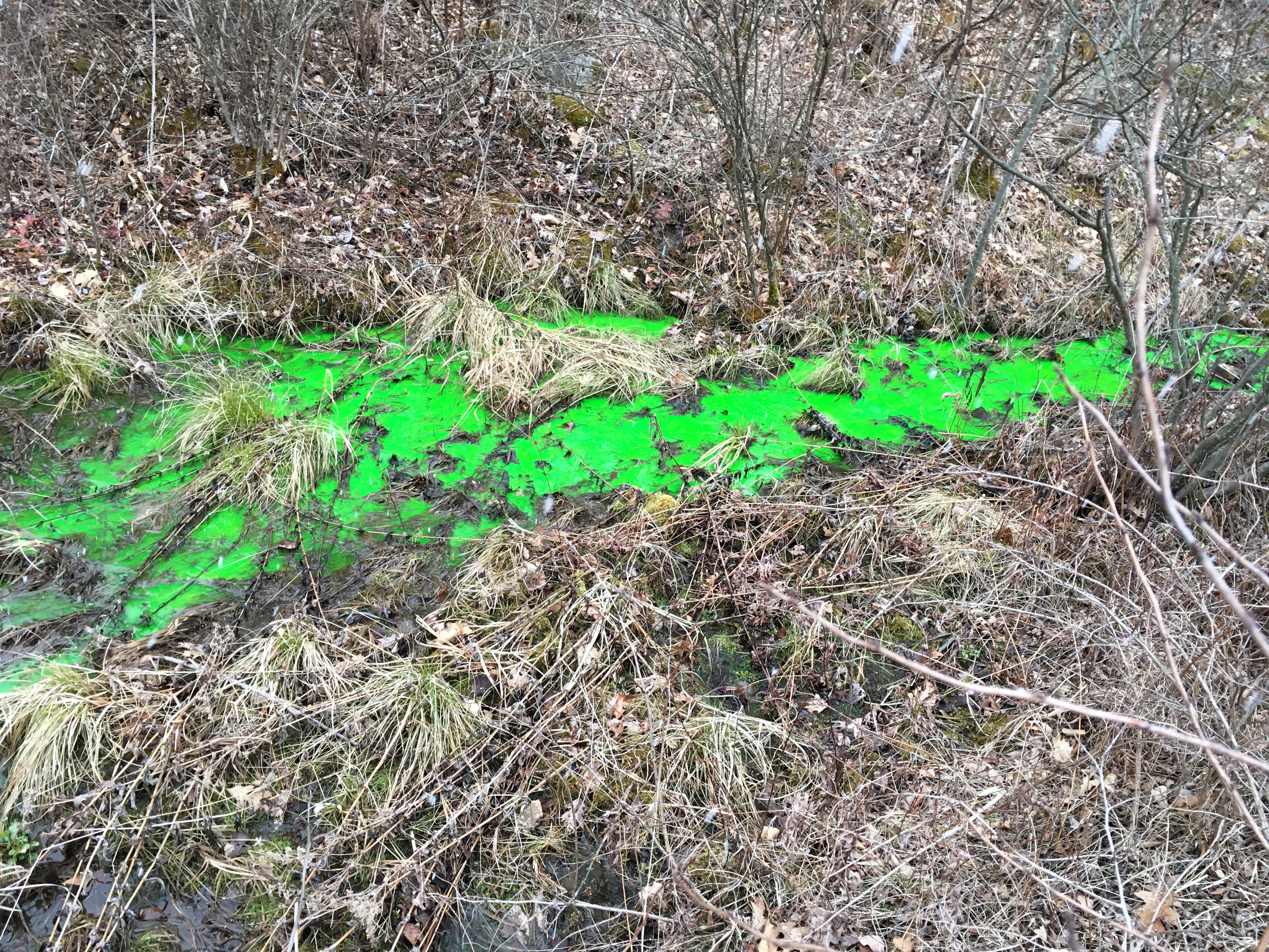 Dye added to Black Moshannon Creek turned water bright green during a mock spill event 