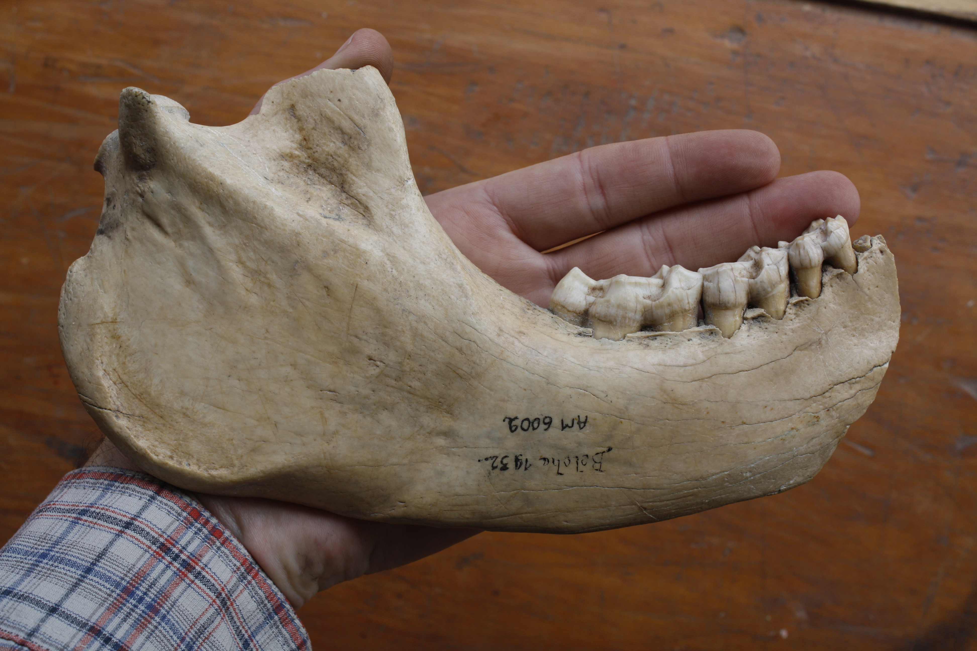 Hand holding large subfossil jawbone