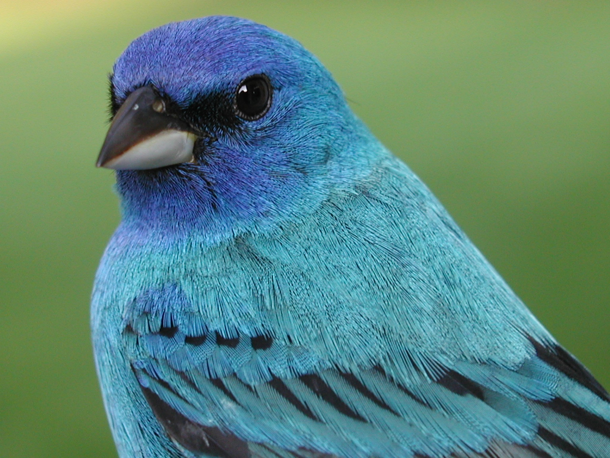 Indigo Bunting