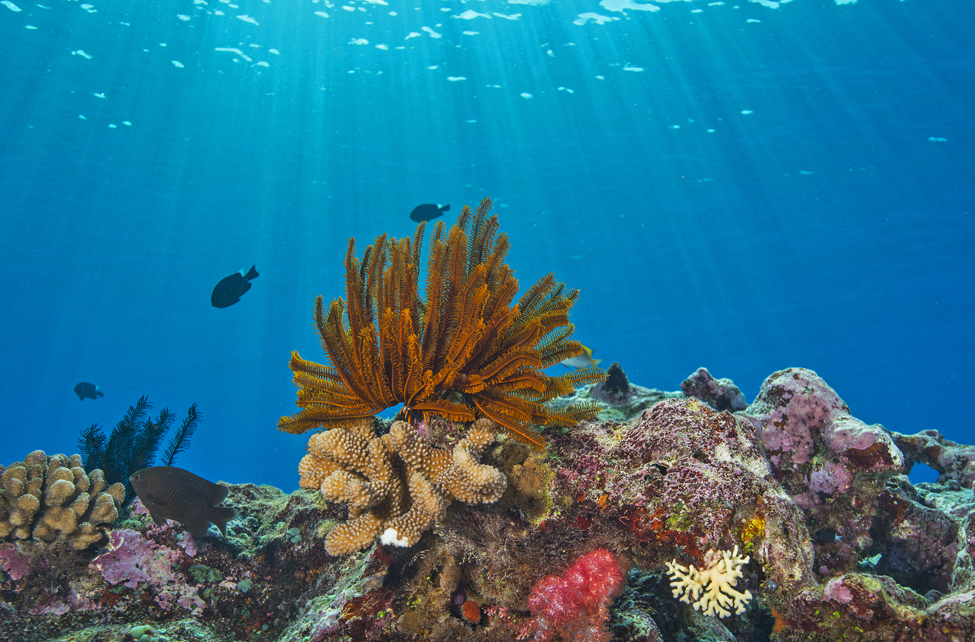 coral reef in Australia