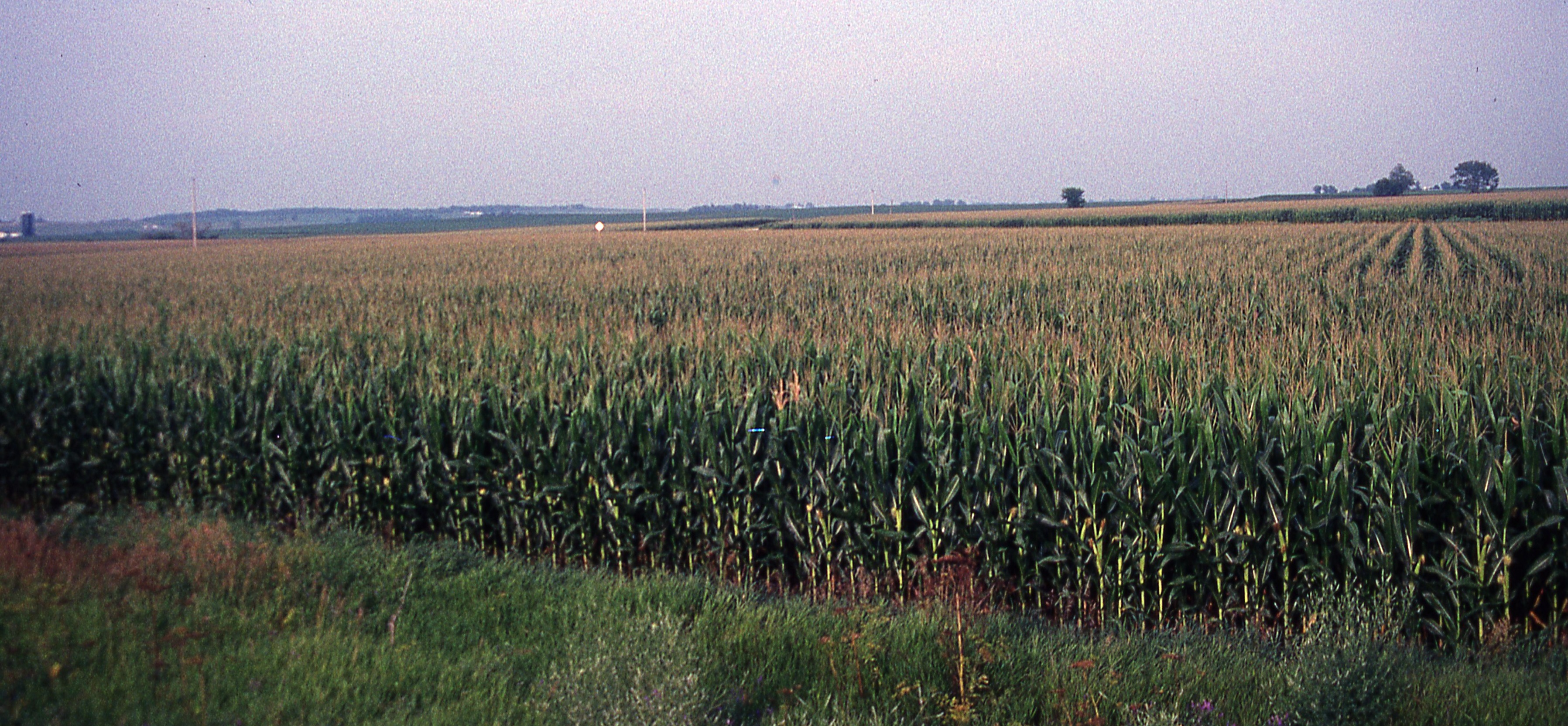 Iowa corn landscape