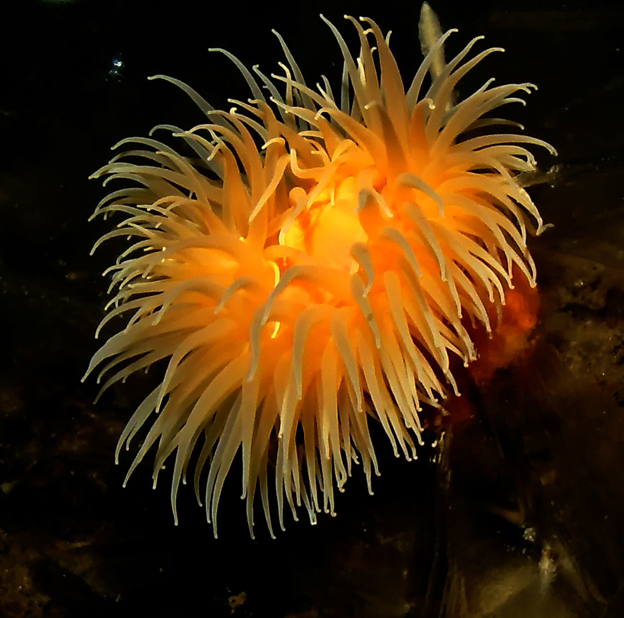 sea anemone