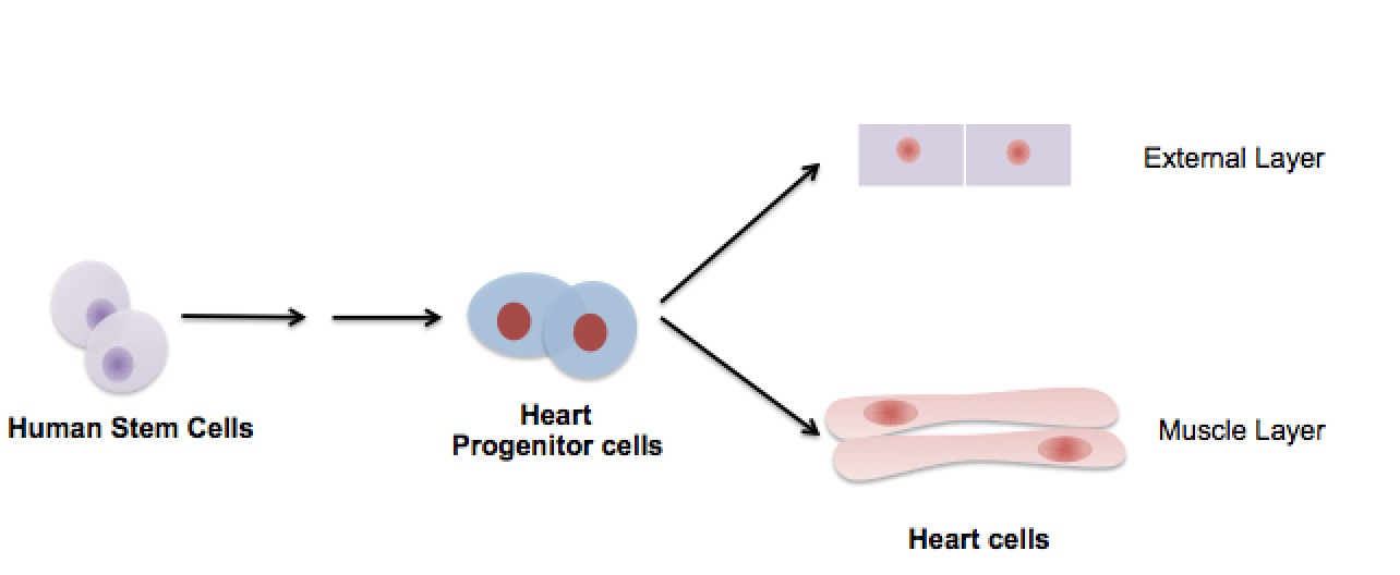 heart progenitors cells 