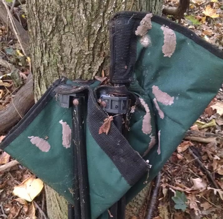 egg masses on camping gear