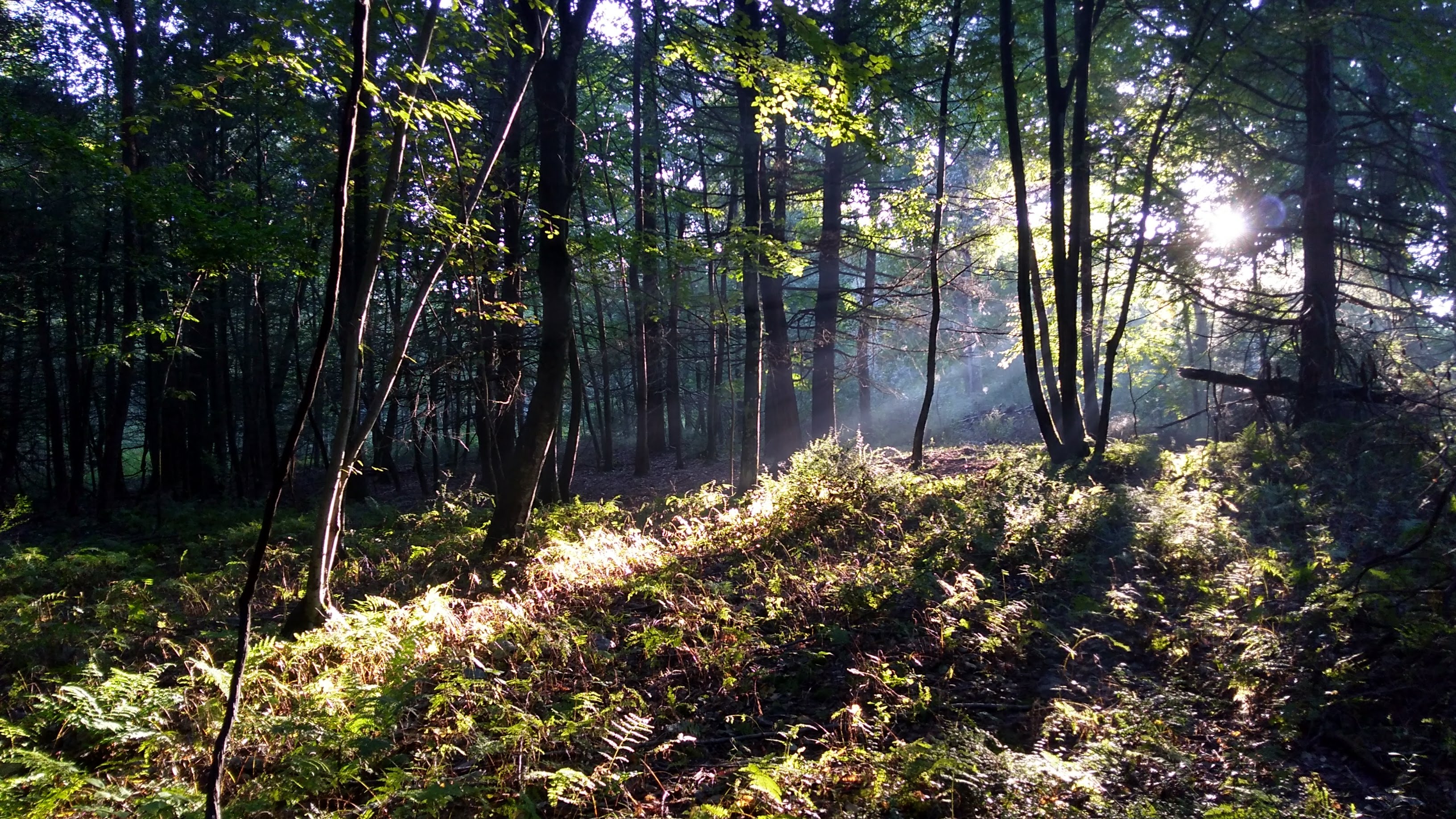 Sunlight penetrating stand of trees