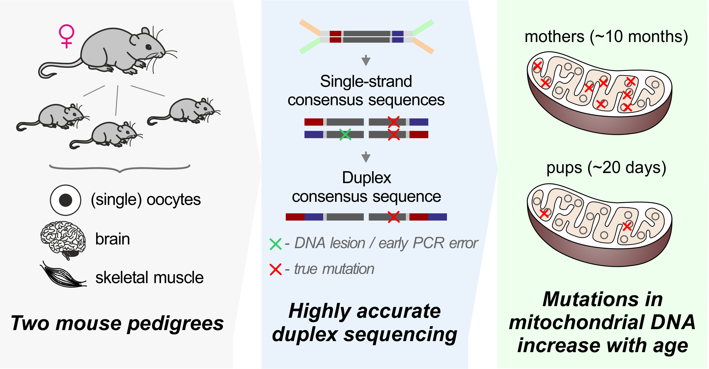 Schematic showing tissues and sequencing technique used to demonstrate accumulation of new mutations in mitochondria of older mice