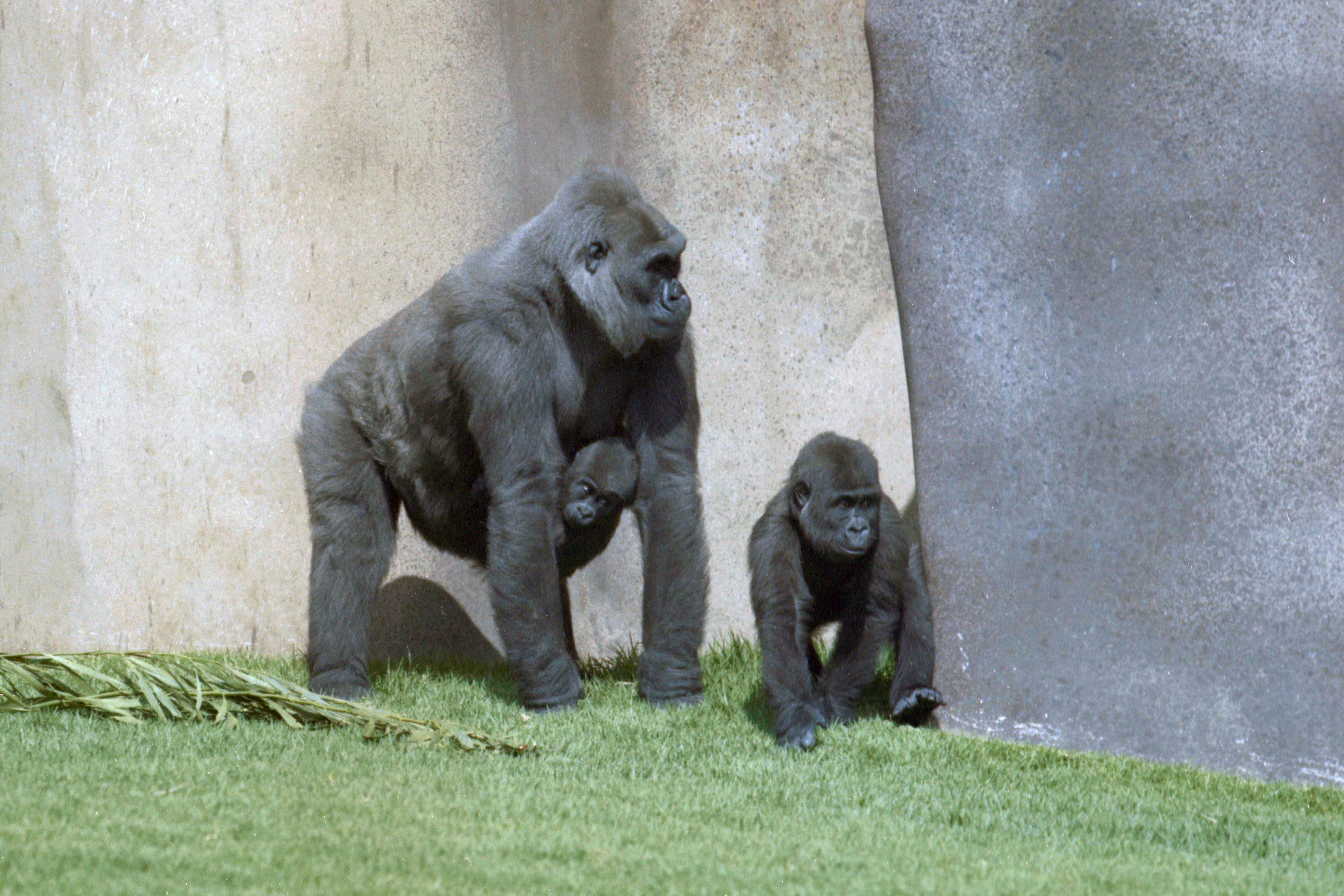 Gorilla mother, baby, and toddler