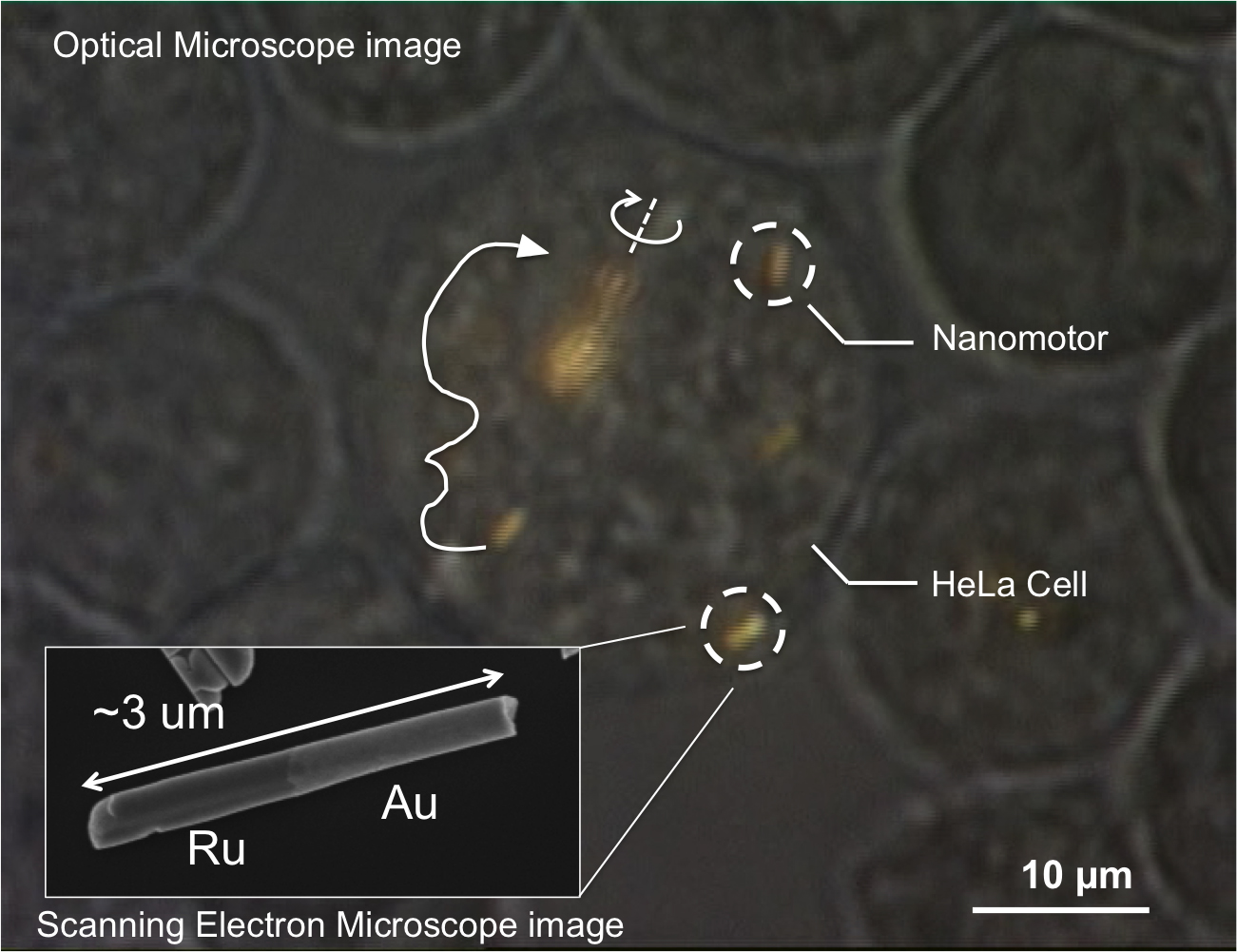 Optical microscope image of a HeLa cell containing several gold-ruthenium nanomotors.