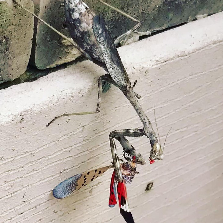 Praying mantis eating a spotted lanternfly.