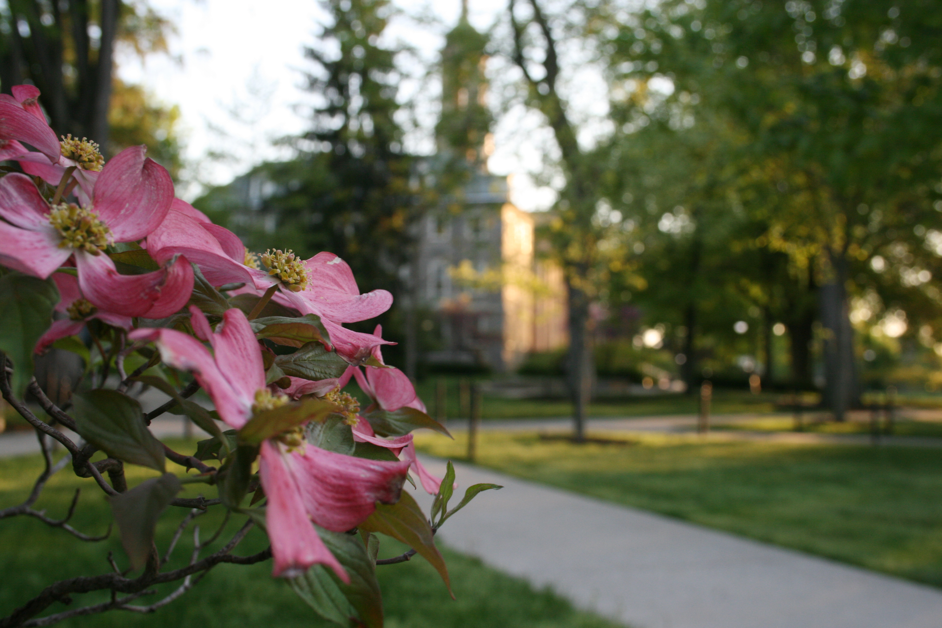 A pink dogwood tree blooms on campus