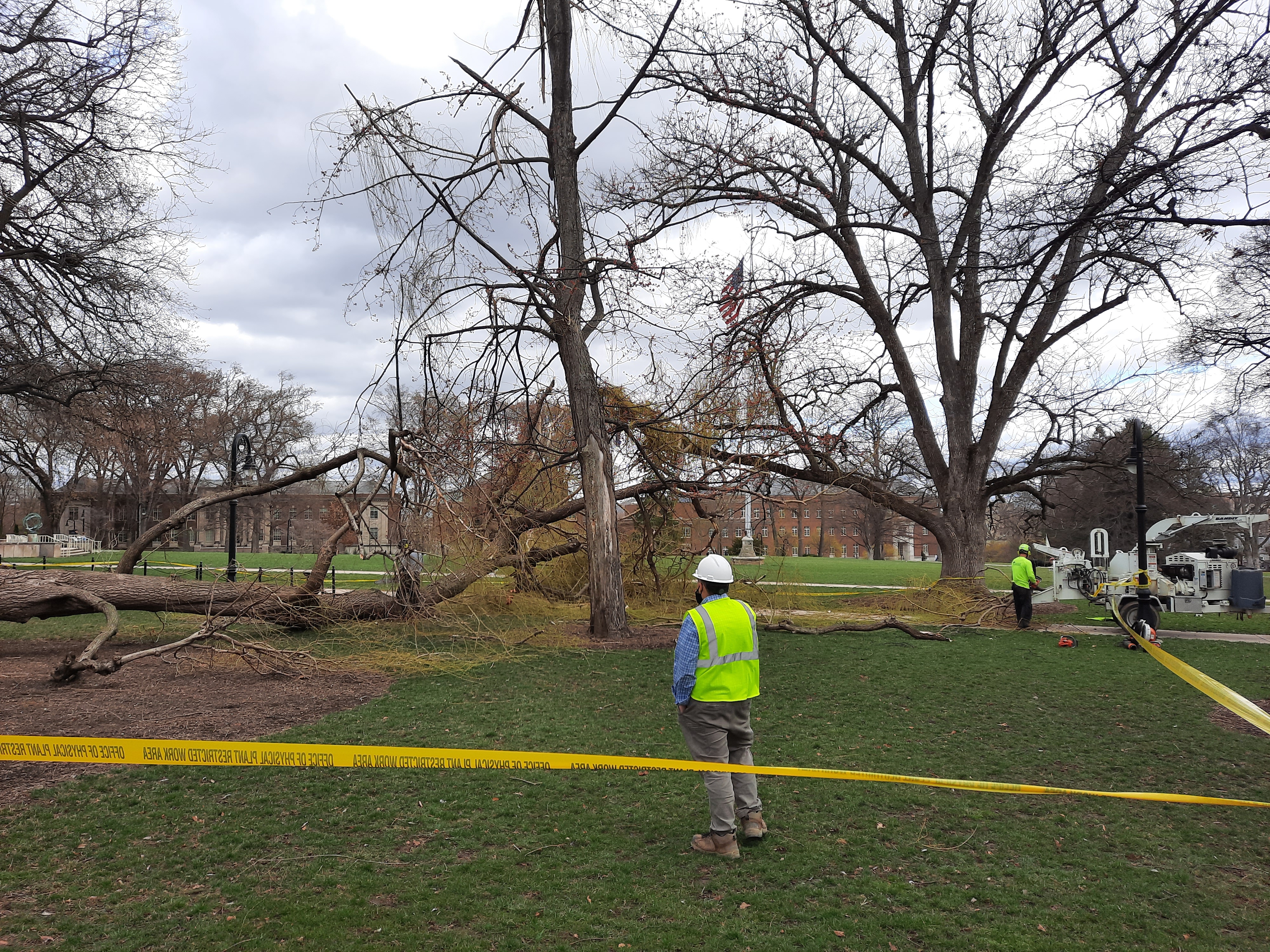 Old Willow tree after windstorm