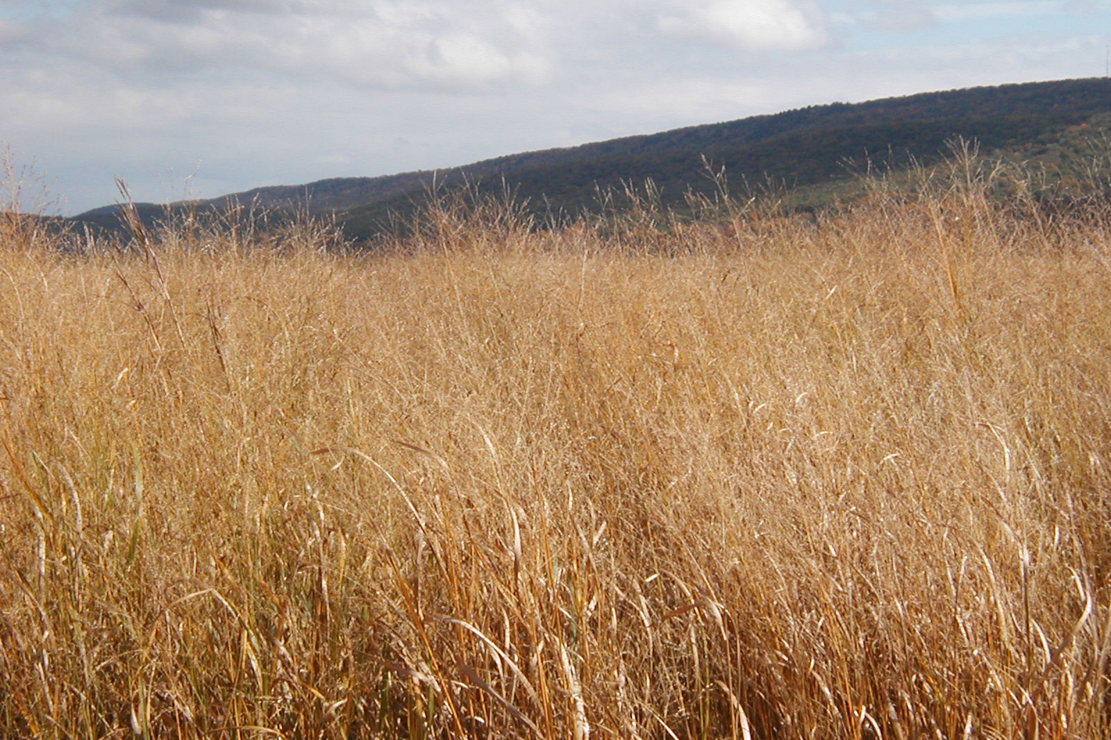 A switchgrass field in Centre County, Pa. 